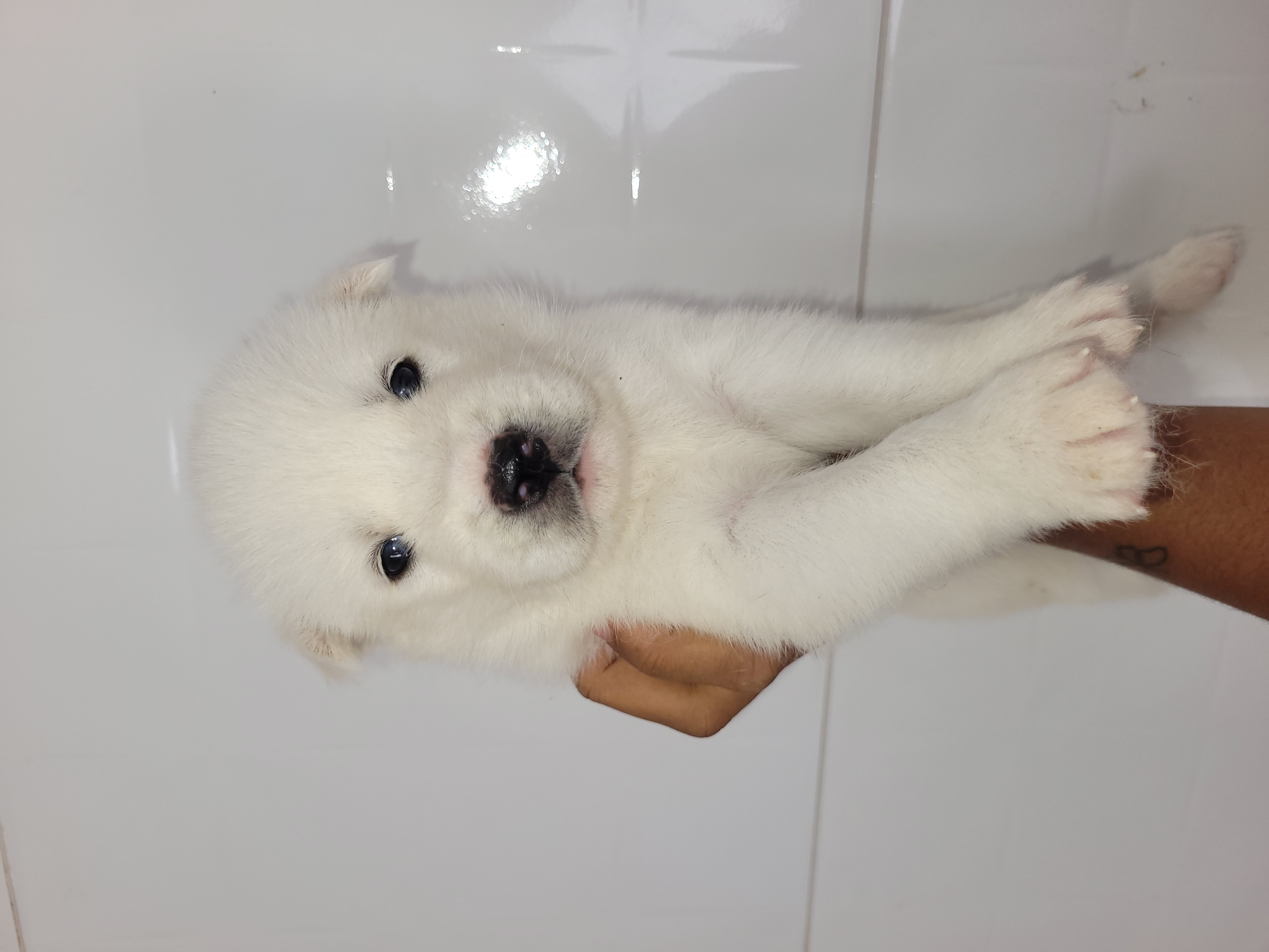 Portal Vendocão Filhotes husky siberiano São Cristóvão