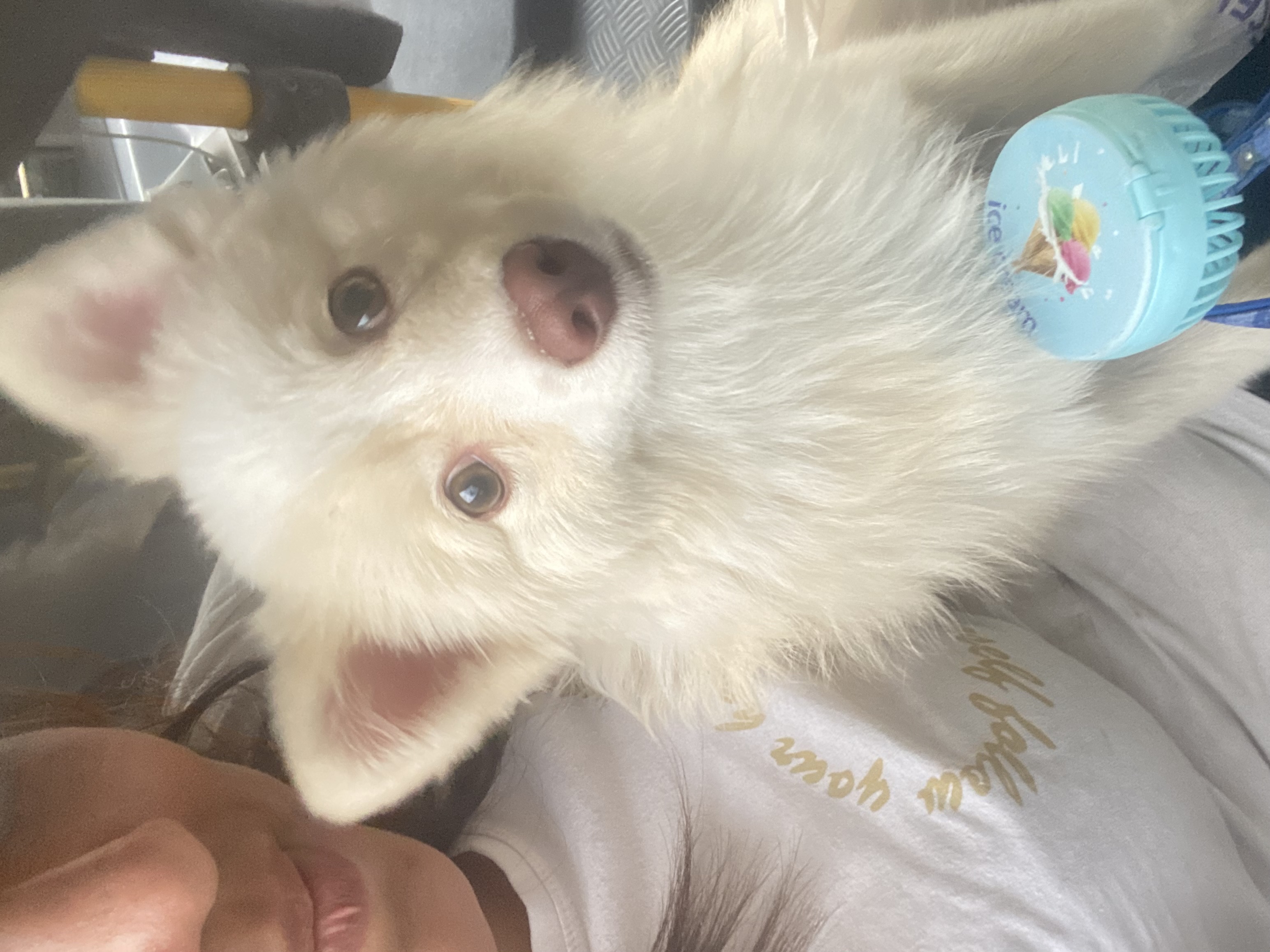 Spitz alemão - Foto 1