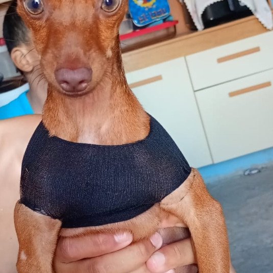 Cachorro pinscher macho