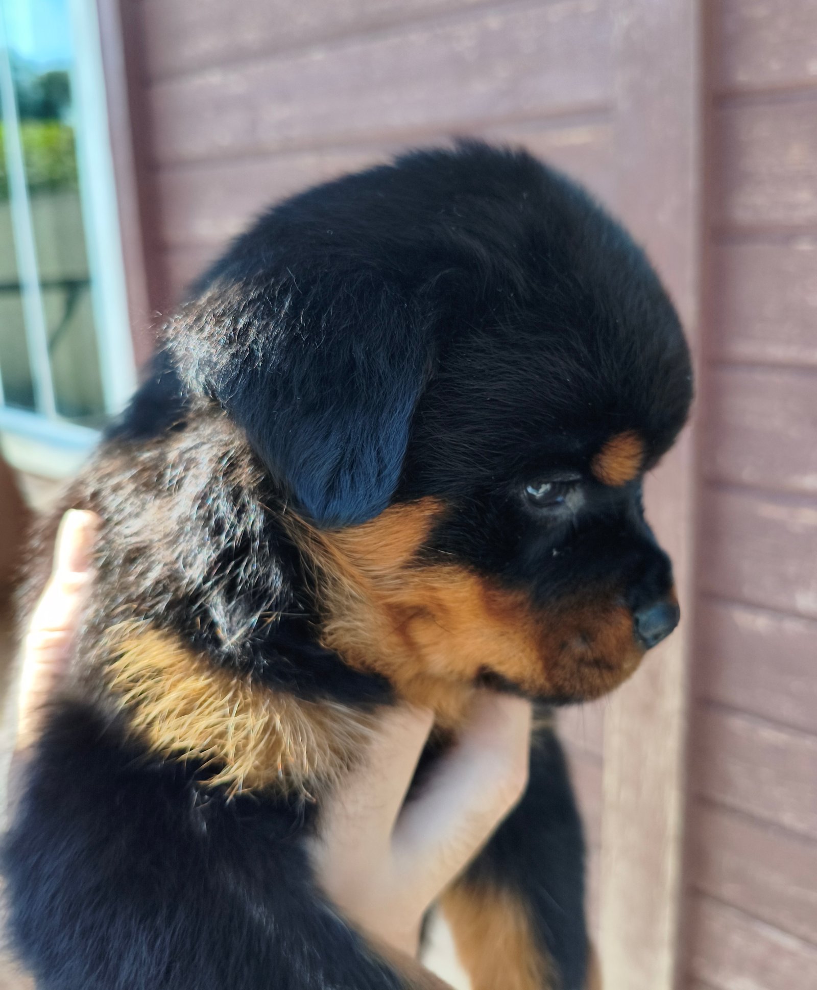 Filhotes de rottweiler macho e fêmea  - Foto 2