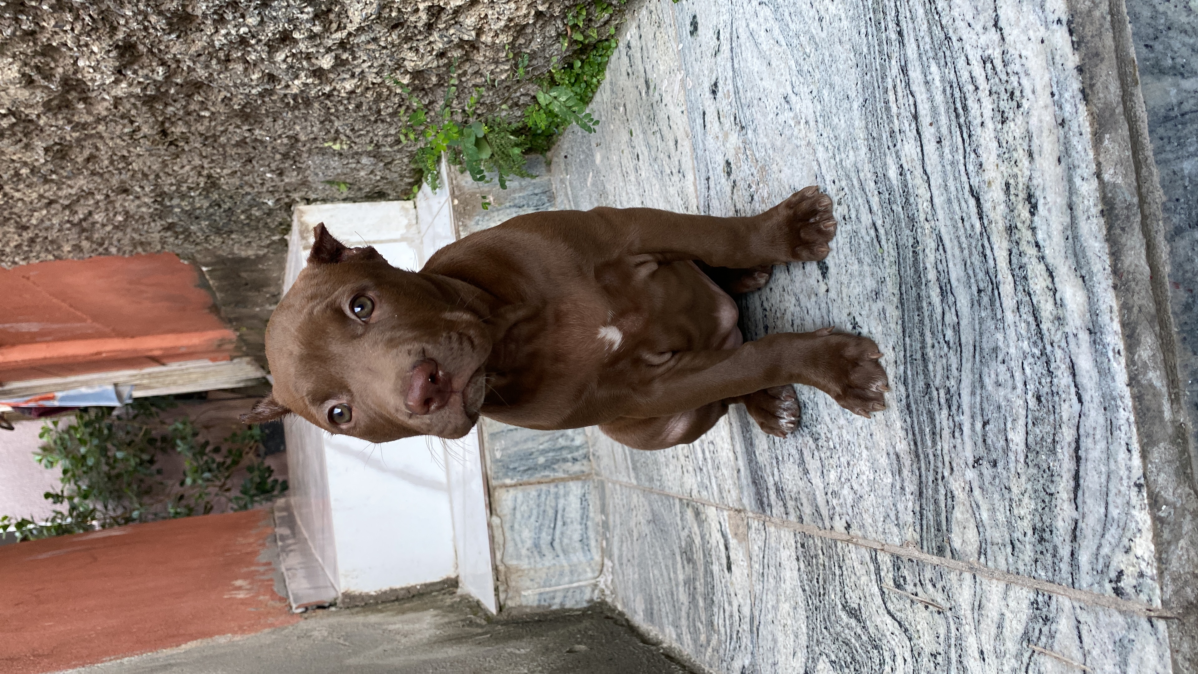 Vendo cachorro pitbull