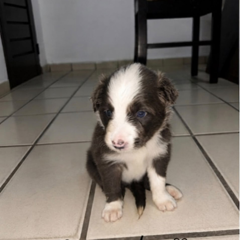 Filhotes de Border Collie Puro – Machos e Fêmeas Disponíveis - Foto 2