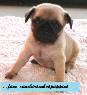 pug lindos bebes pronta entrega @canilursinhospuppies - Foto 4