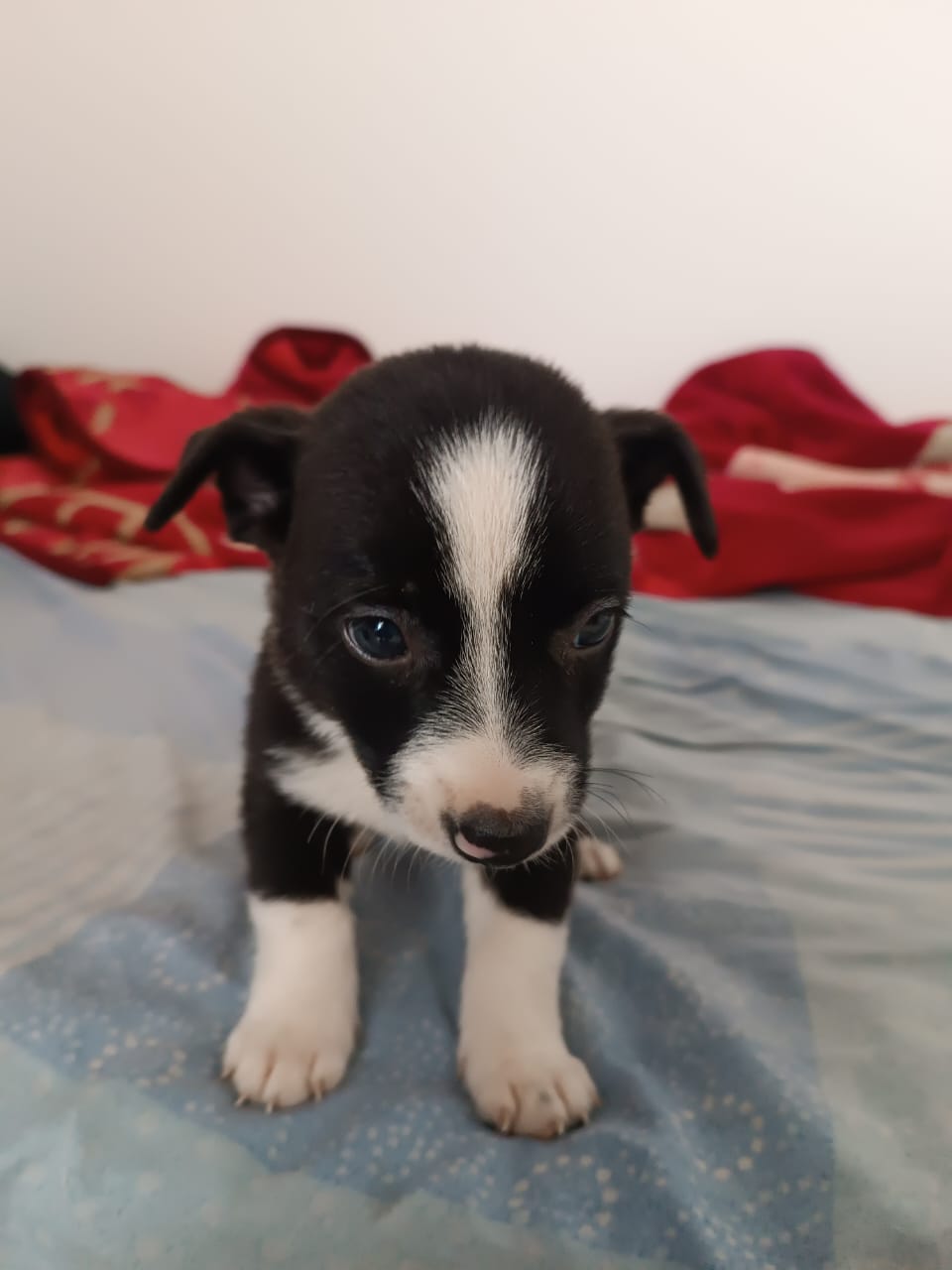 Portal Vendocão Filhote de border collie Ipatinga