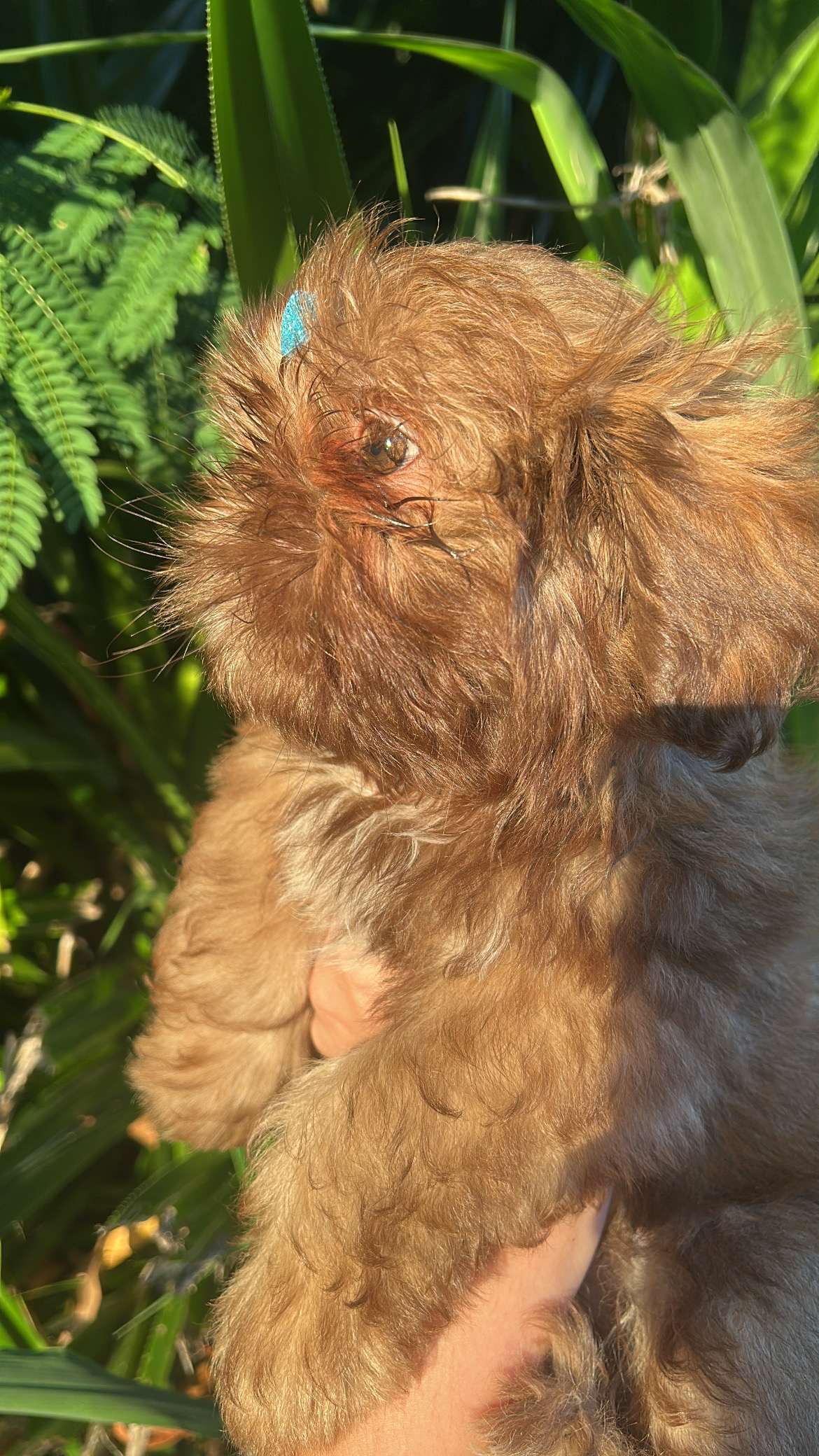 Portal Vendocão Filhote de shih tzu  João Pessoa