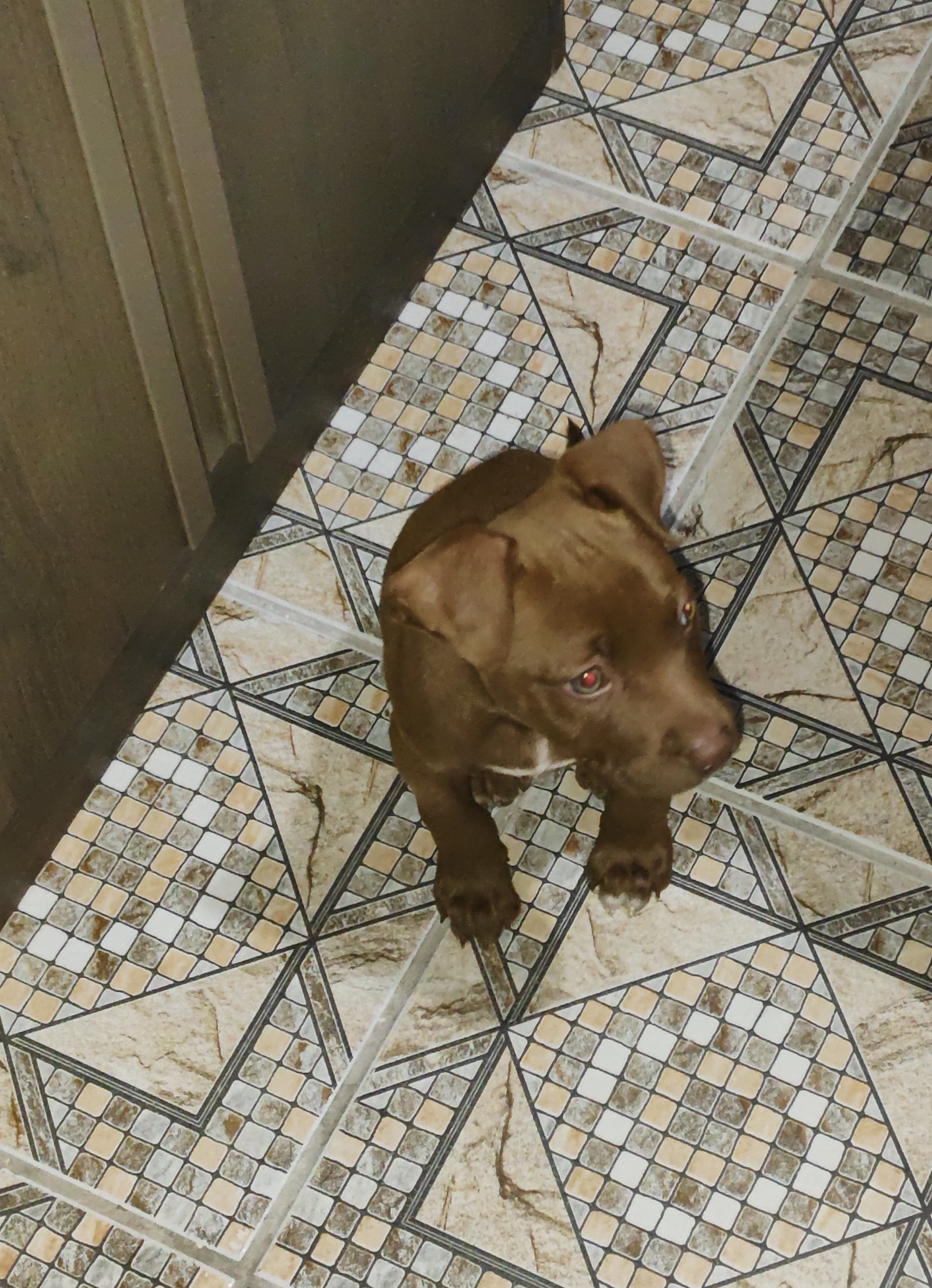 Filhote American Pitbull Terrier 2,5 Meses - Foto 1