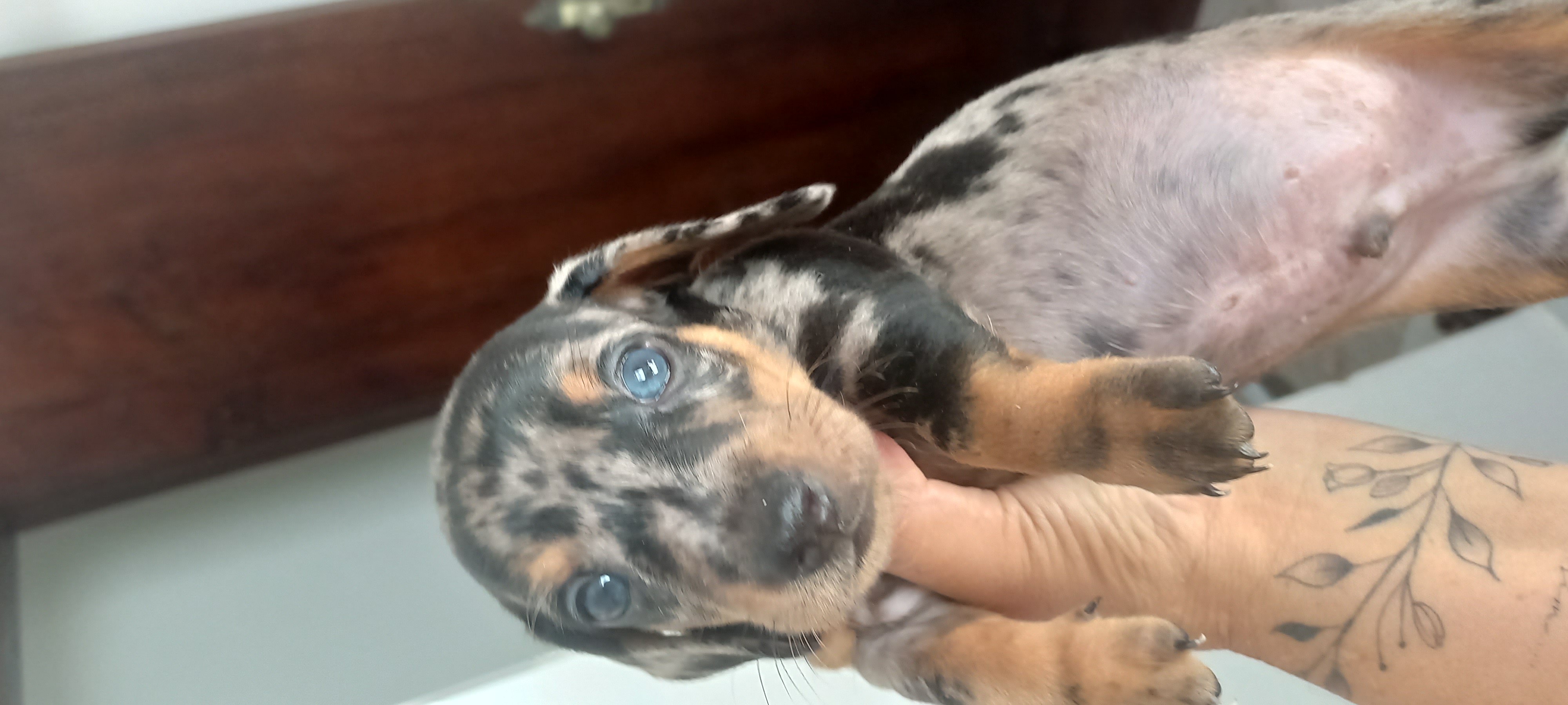 Portal Vendocão Vendo daschund  arlequim mini João Pessoa