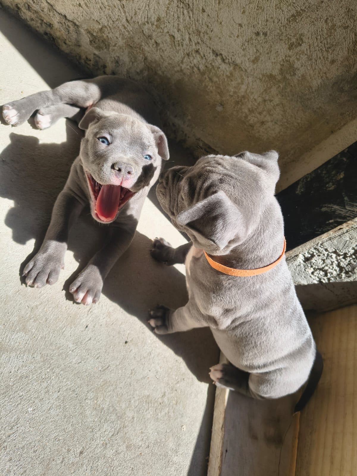 Portal Vendocão Filhotes de Amstaff  Curitiba
