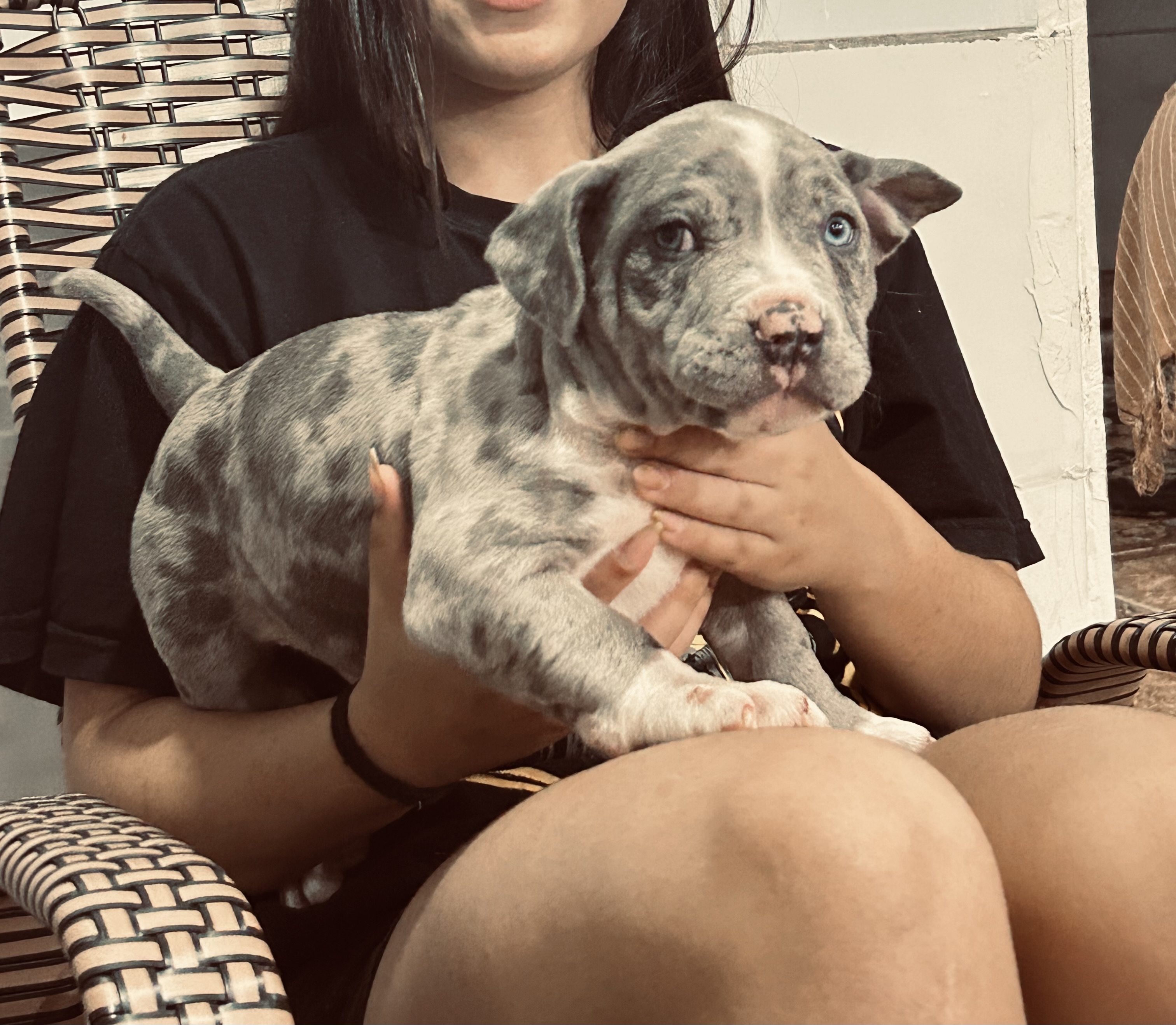 Lindo blue merle, com Pedigree ABBR, produção da @francisbulls  - Foto 1