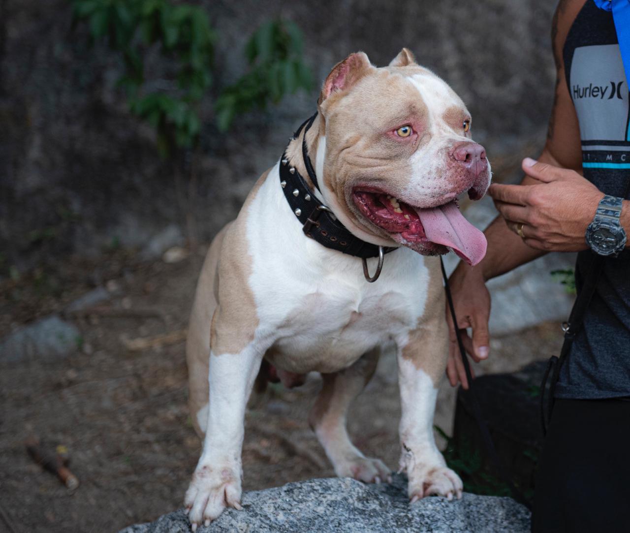 Portal Vendocão American Bully com Pedigree Rio de Janeiro