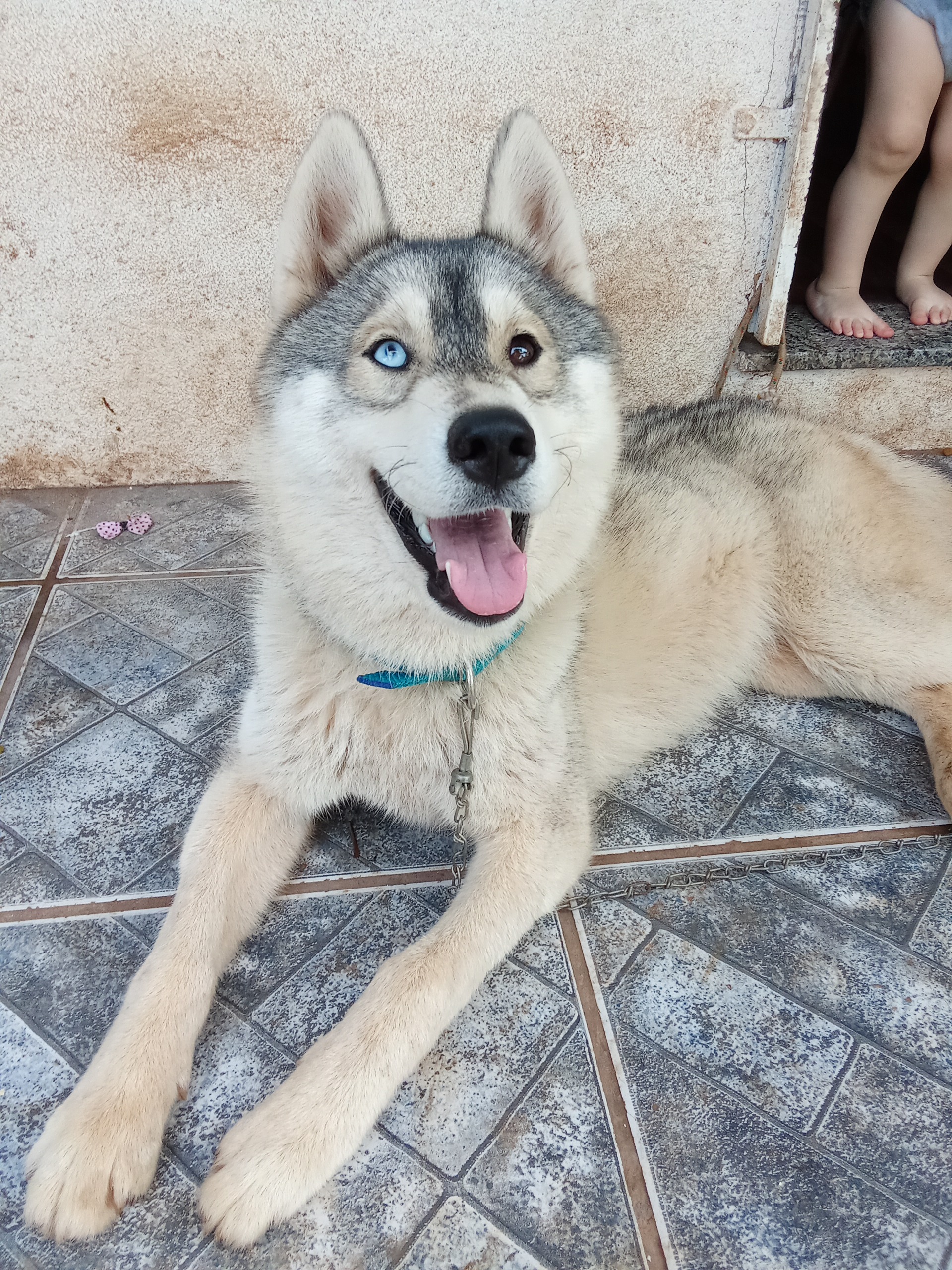Portal Vendocão Husky siberiano Fêmea  Passo fundo 