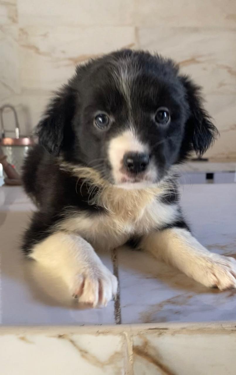 Portal Vendocão Lindos Border collie legítimos  São Paulo 