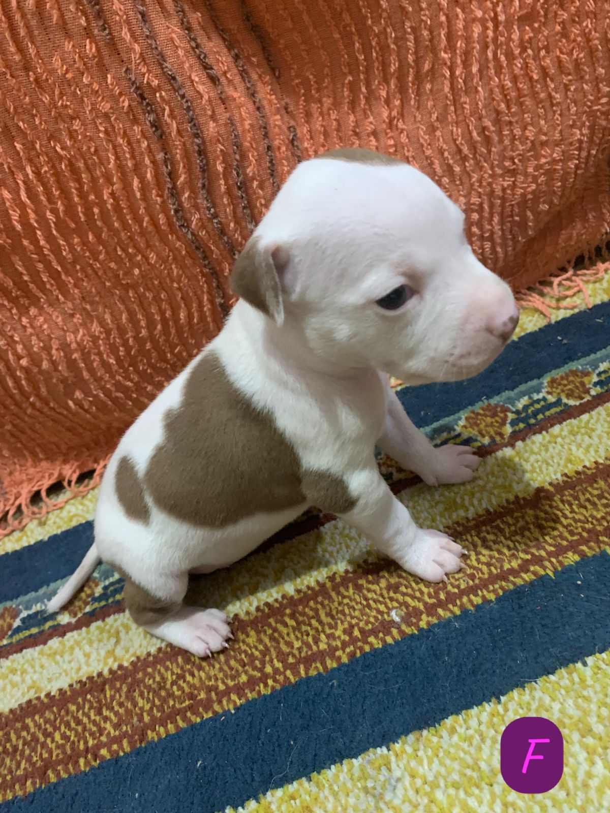 Filhotes de Pitbull  - Foto 2