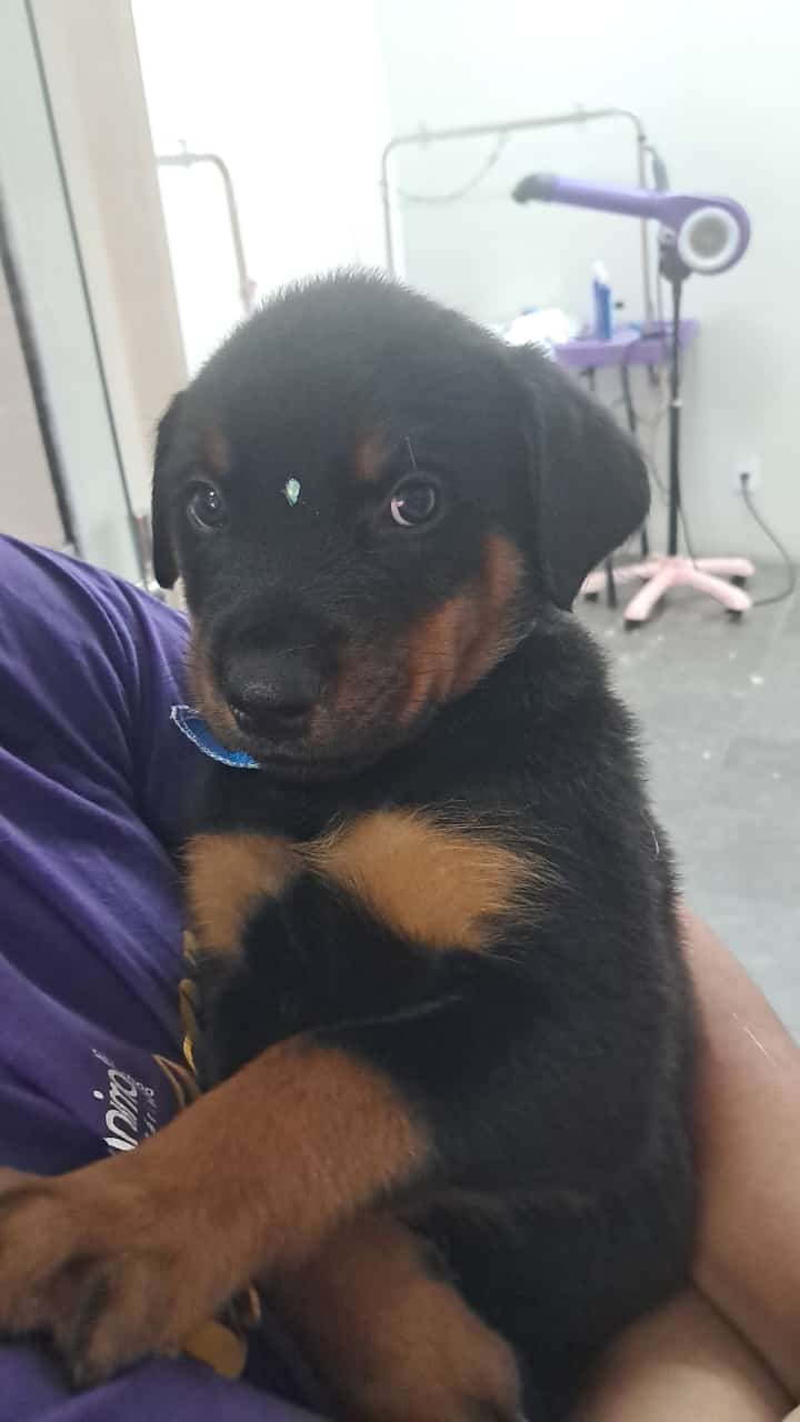 Portal Vendocão Filhotes de rottweiler a venda Criciúma