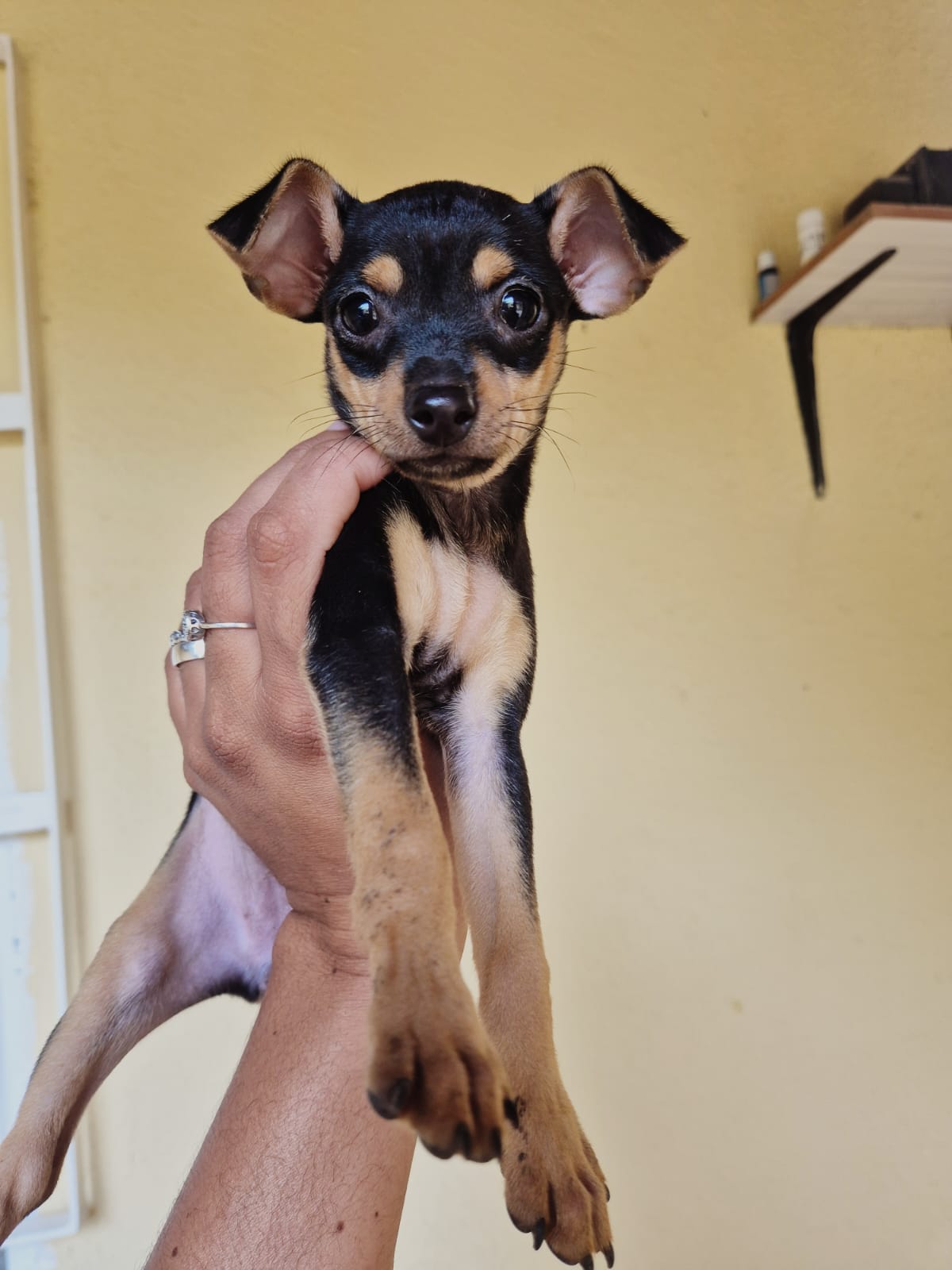 Portal Vendocão Venda filhote de pinscher  Socorro 