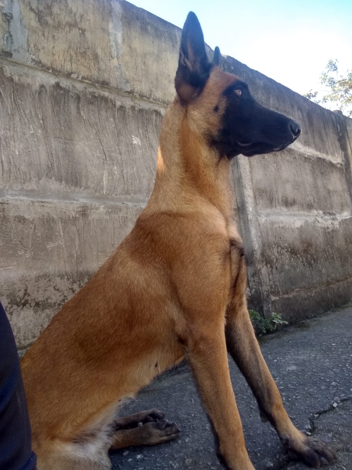 Portal Vendocão Venda  Magé 