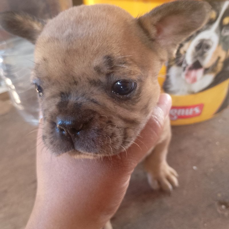 Filhote Bulldog francês - Foto 2