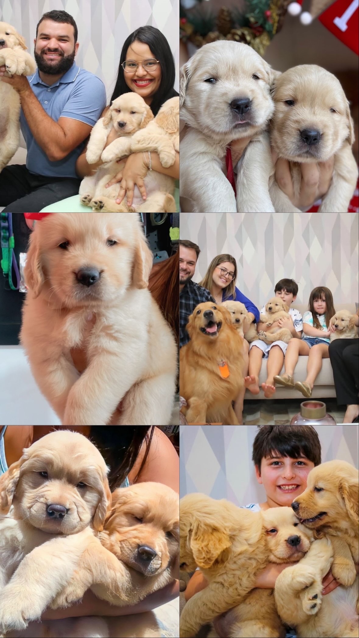 Portal Vendocão Filhotes Golden Retriever com Pedigree e Consultoria Veterinária Olinda