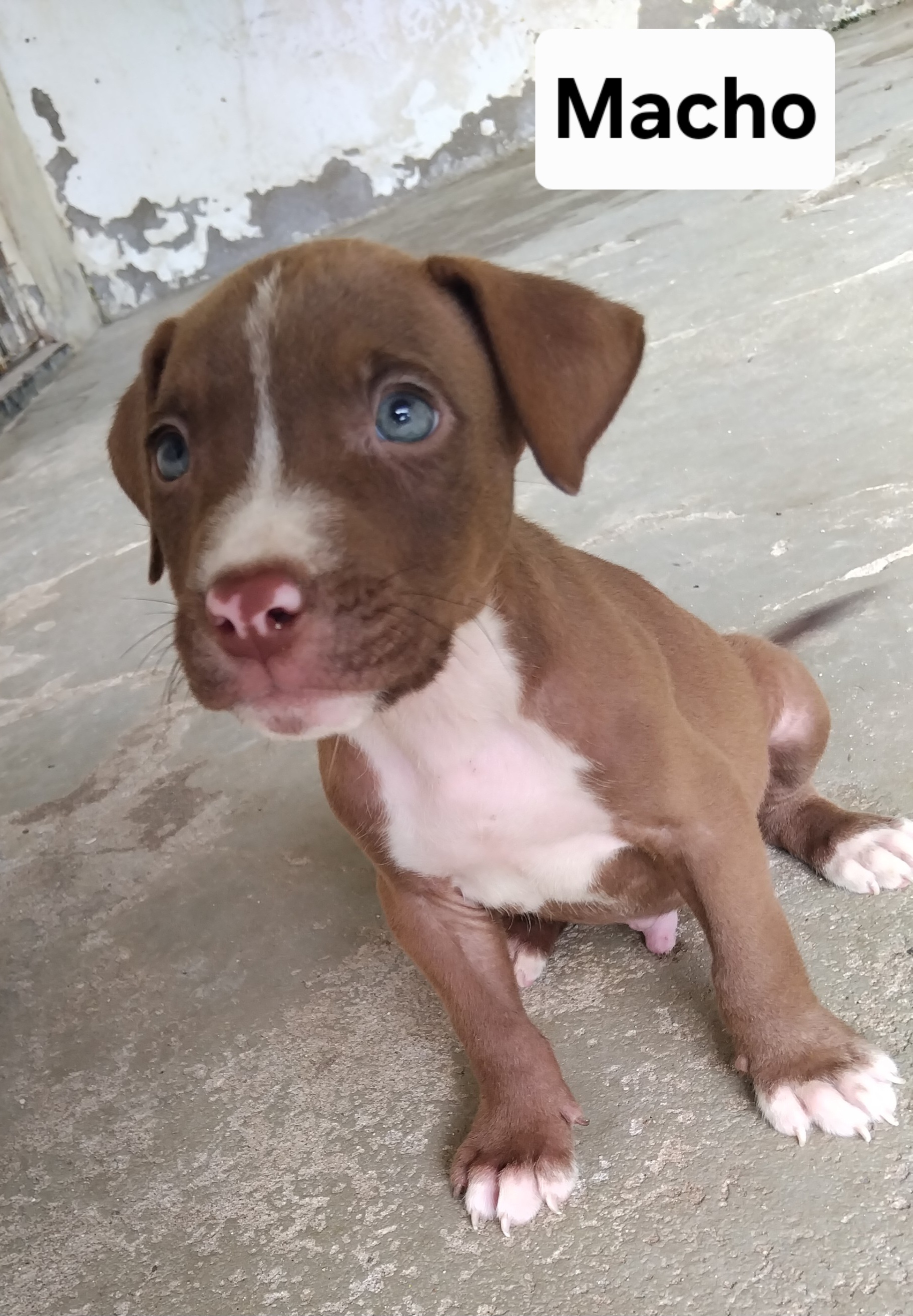 Portal Vendocão Filhotes de Pitbulls Olinda