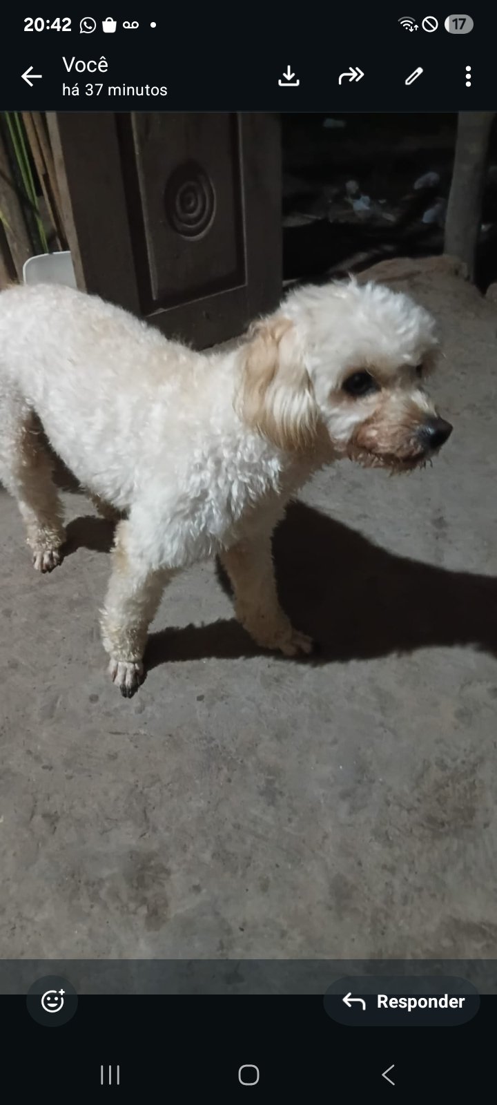 Poldoo puro de pai e mãe 