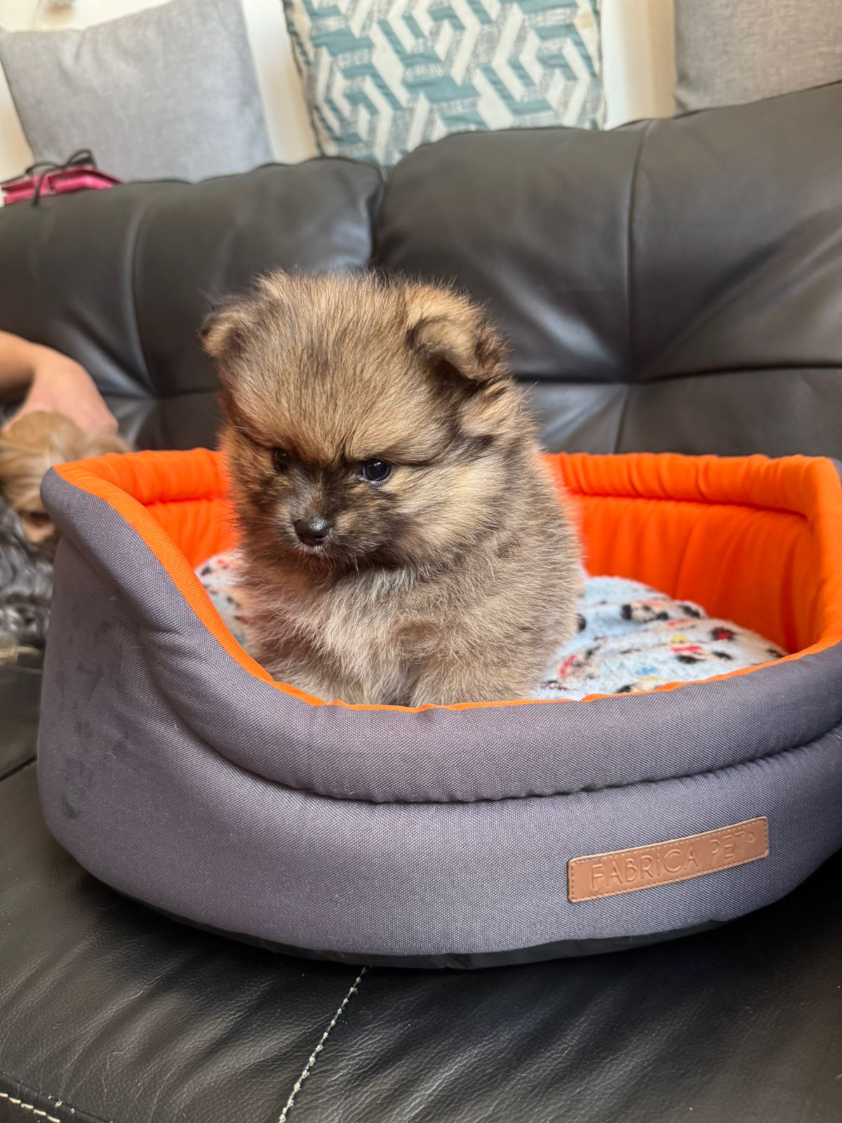 Portal Vendocão Filhote de spits alemão 30 dias de vida  São José dos Campos