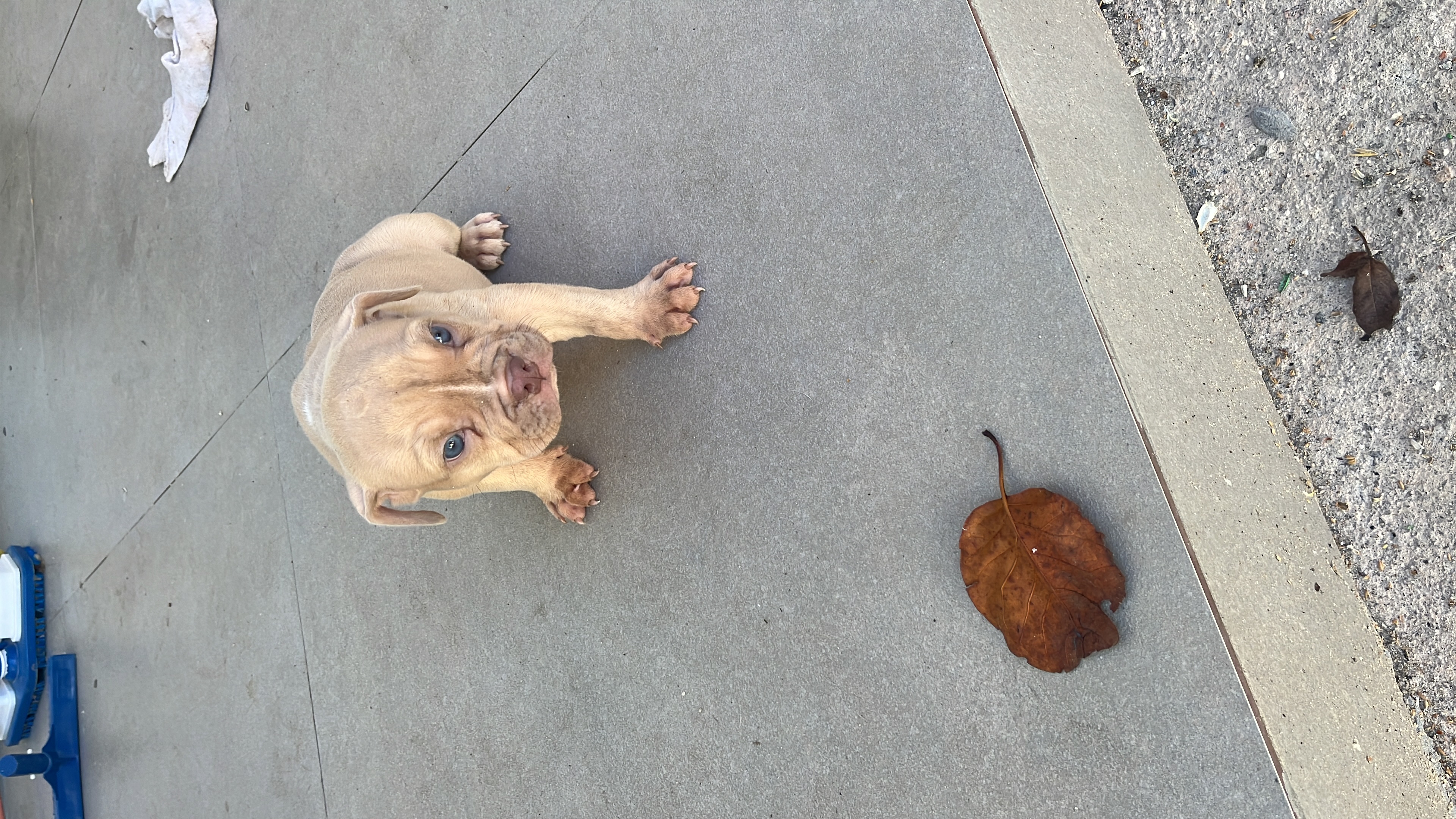 Portal Vendocão American bully São João de meriti