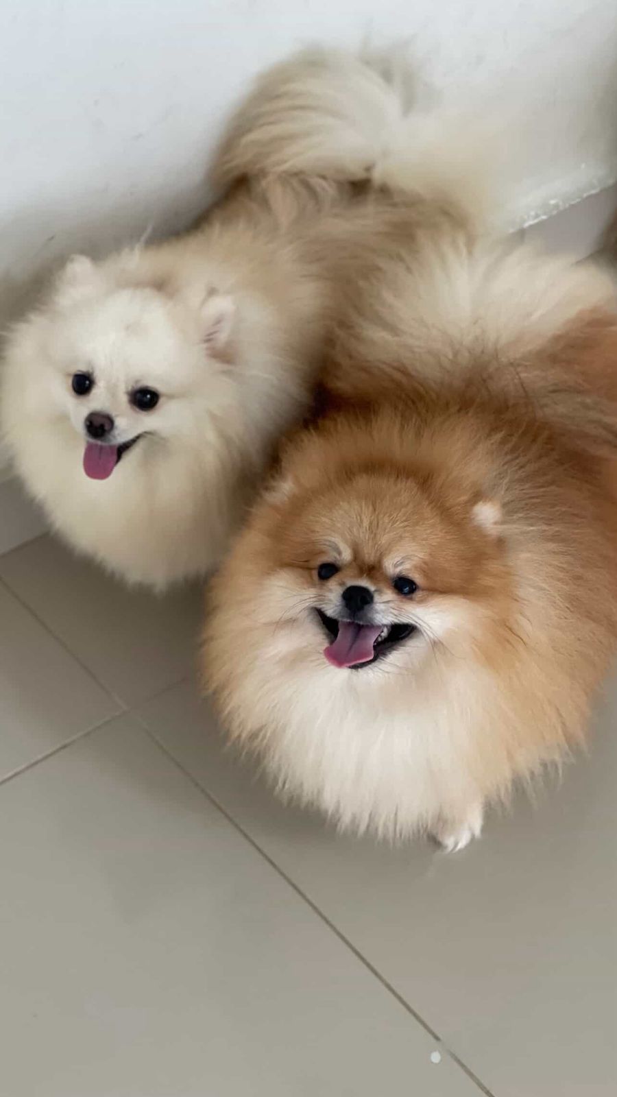 Portal Vendocão Lindos spitz alemão alegres  Cajazeiras 