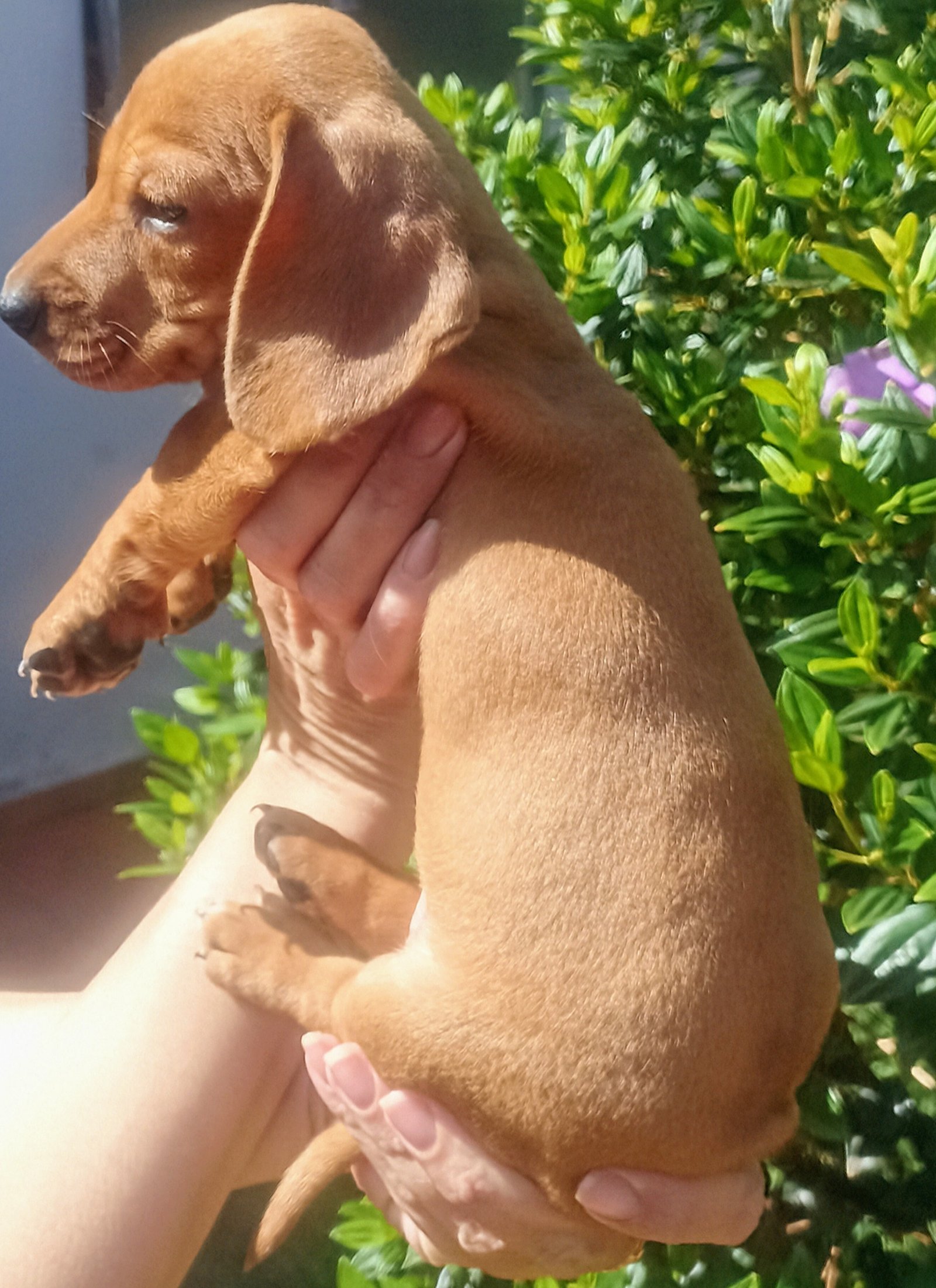 Vendo Filhote Fêmea Dachshund Basset "Salsicha"  - Foto 2