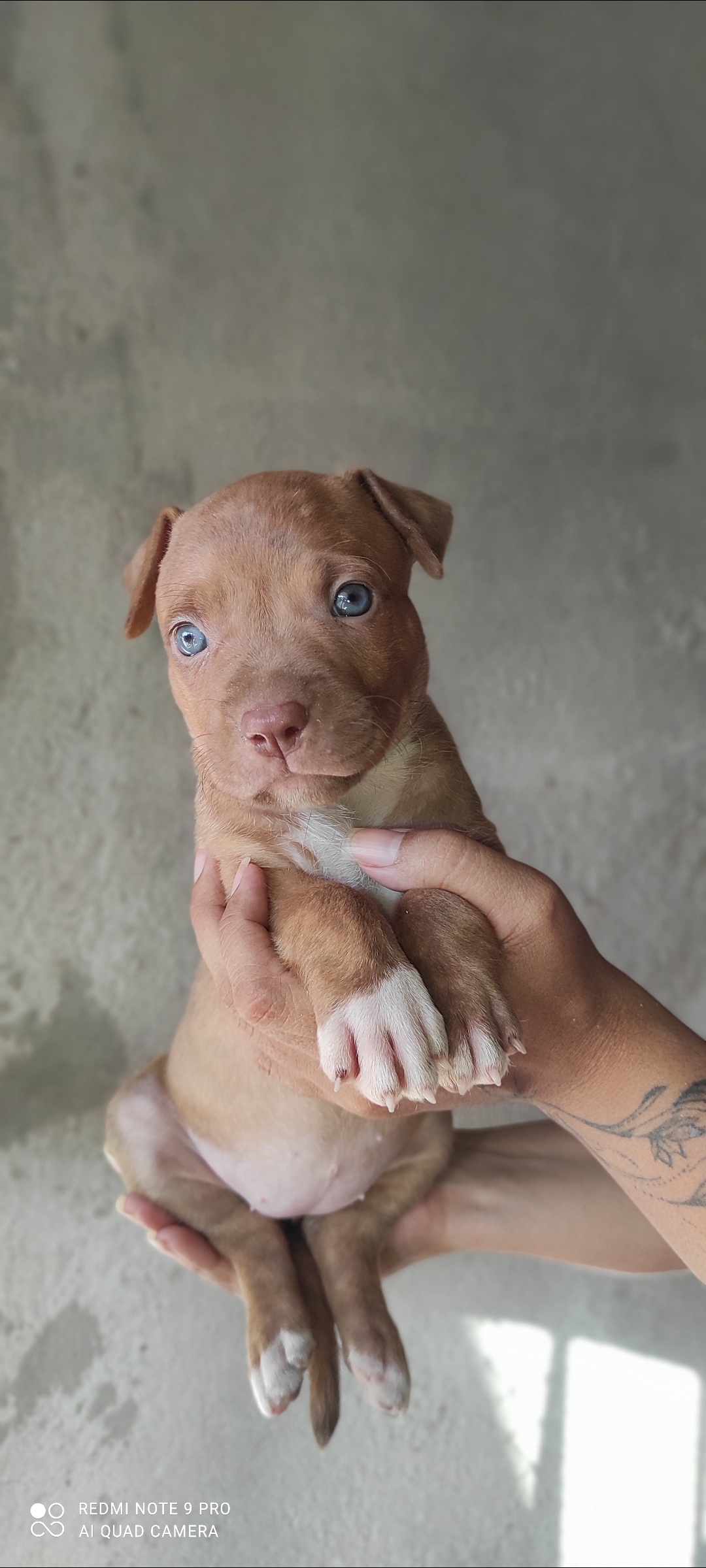 Portal Vendocão Filhotes de PitBull  Fortaleza 