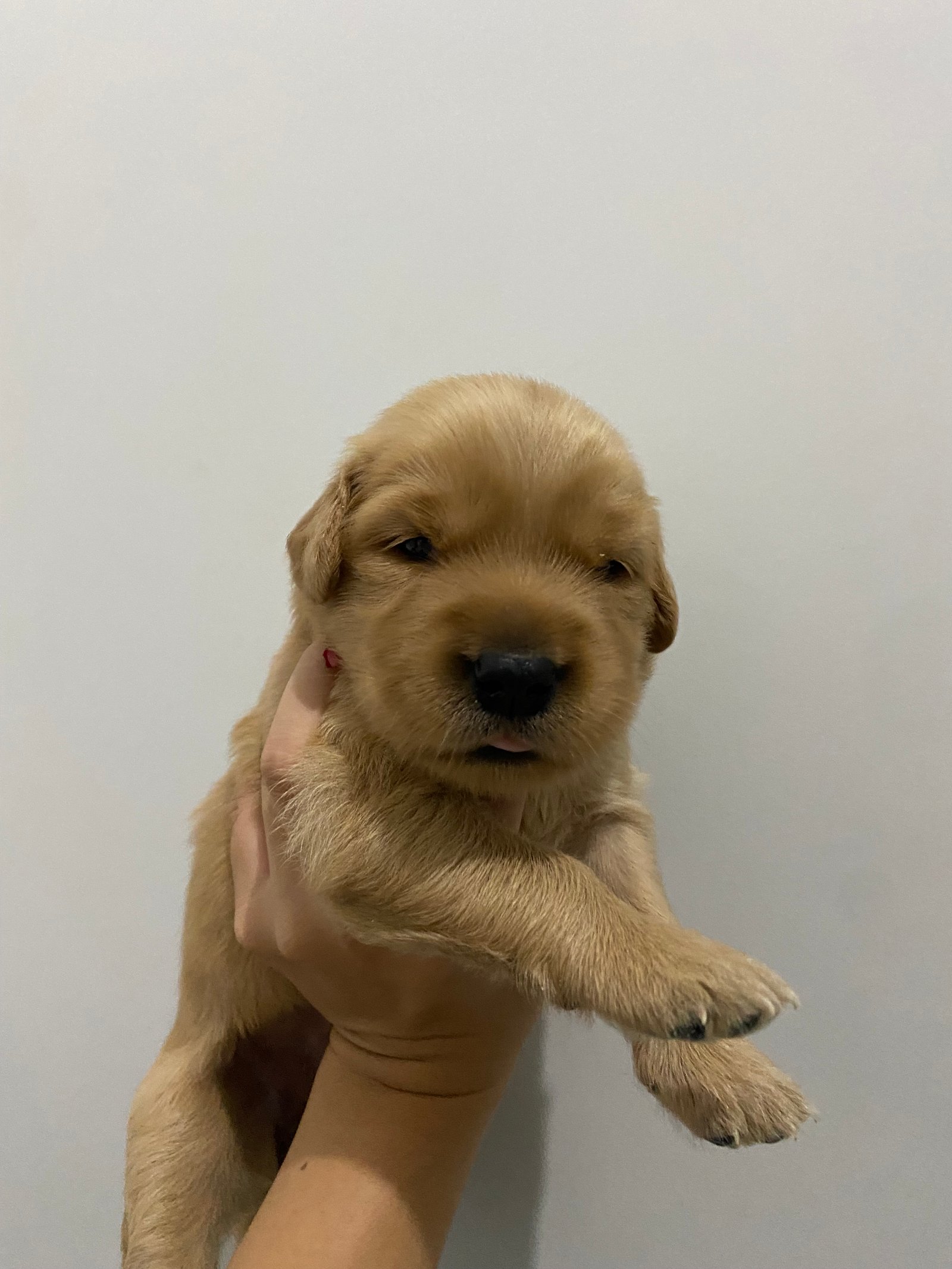 Filhote de Golden retriever  - Foto 1