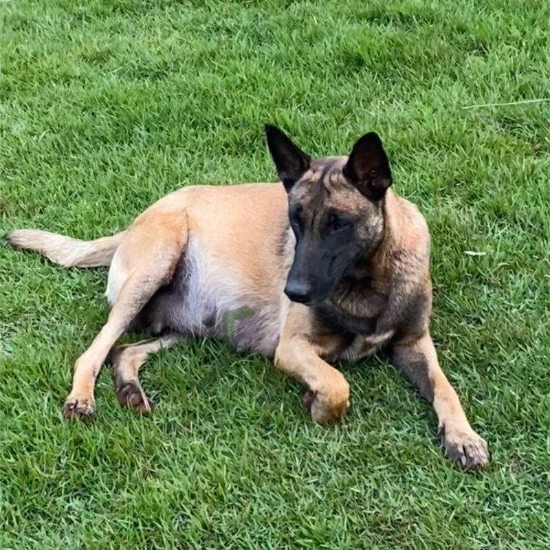 FILHOTES PASTOR BELGA MALINOIS