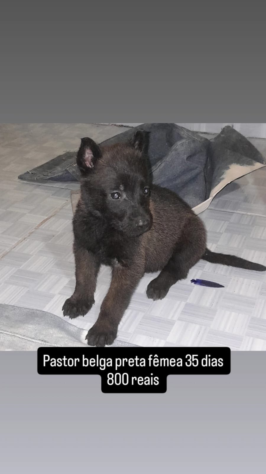 Vendo Filhote de Pastor Belga