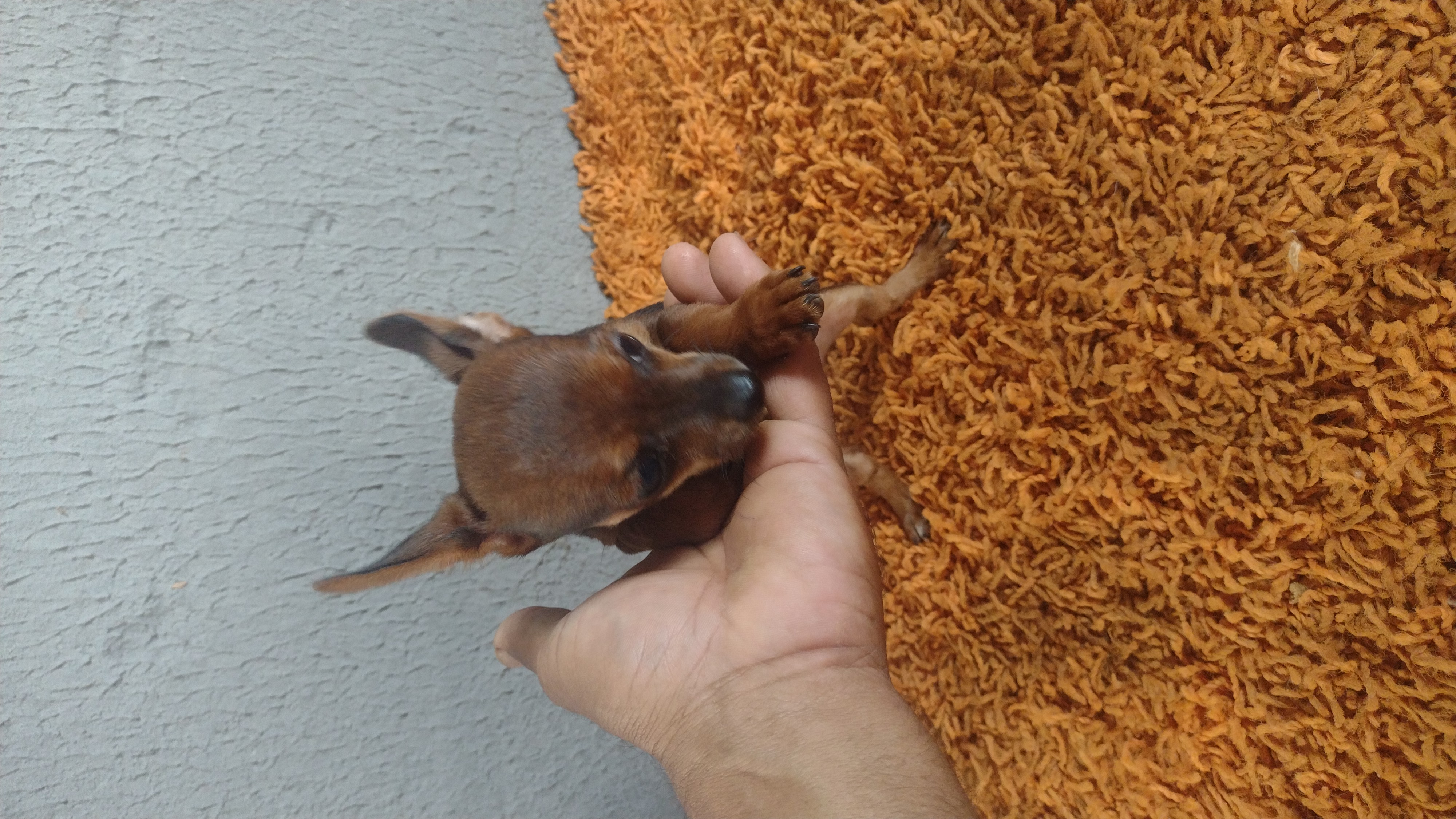 Portal Vendocão Vendo filhote de cachorro pinscher zero Goianira 