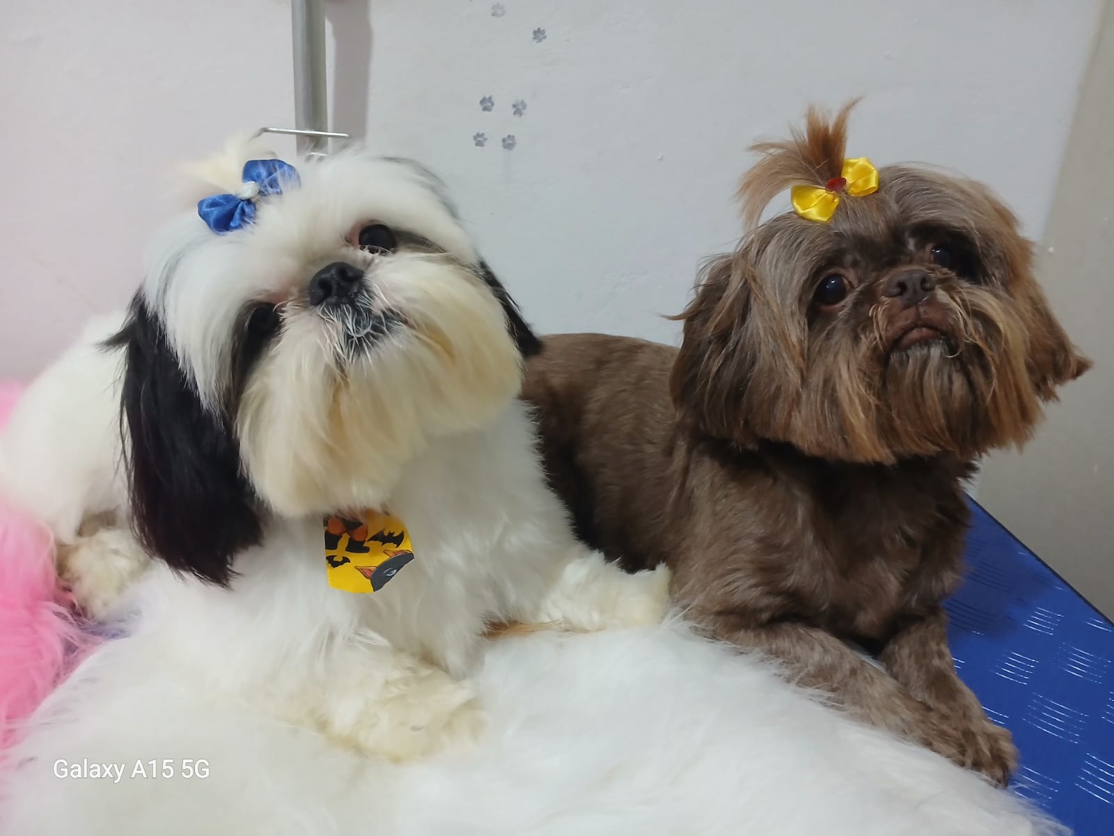 Portal Vendocão Filhotes de Shih tzu  VIAMAO 
