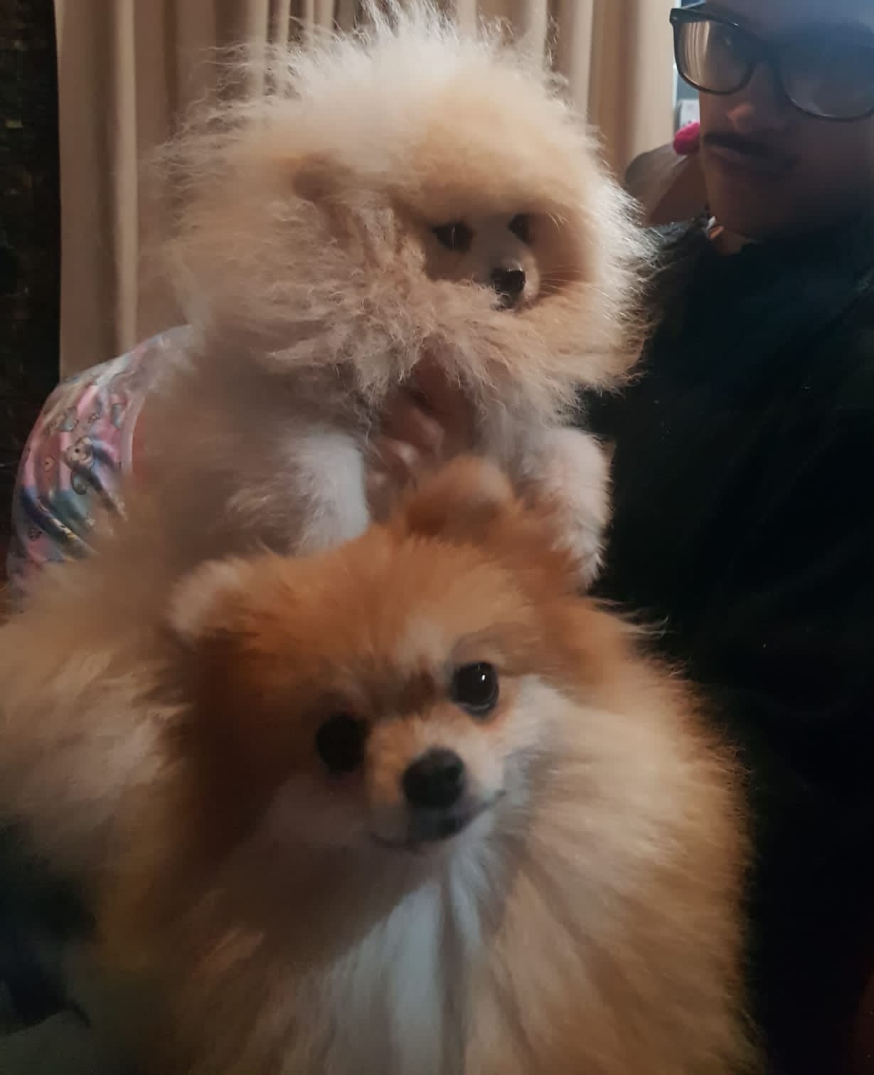 Portal Vendocão Lulu da pomerania  Novo hamburgo