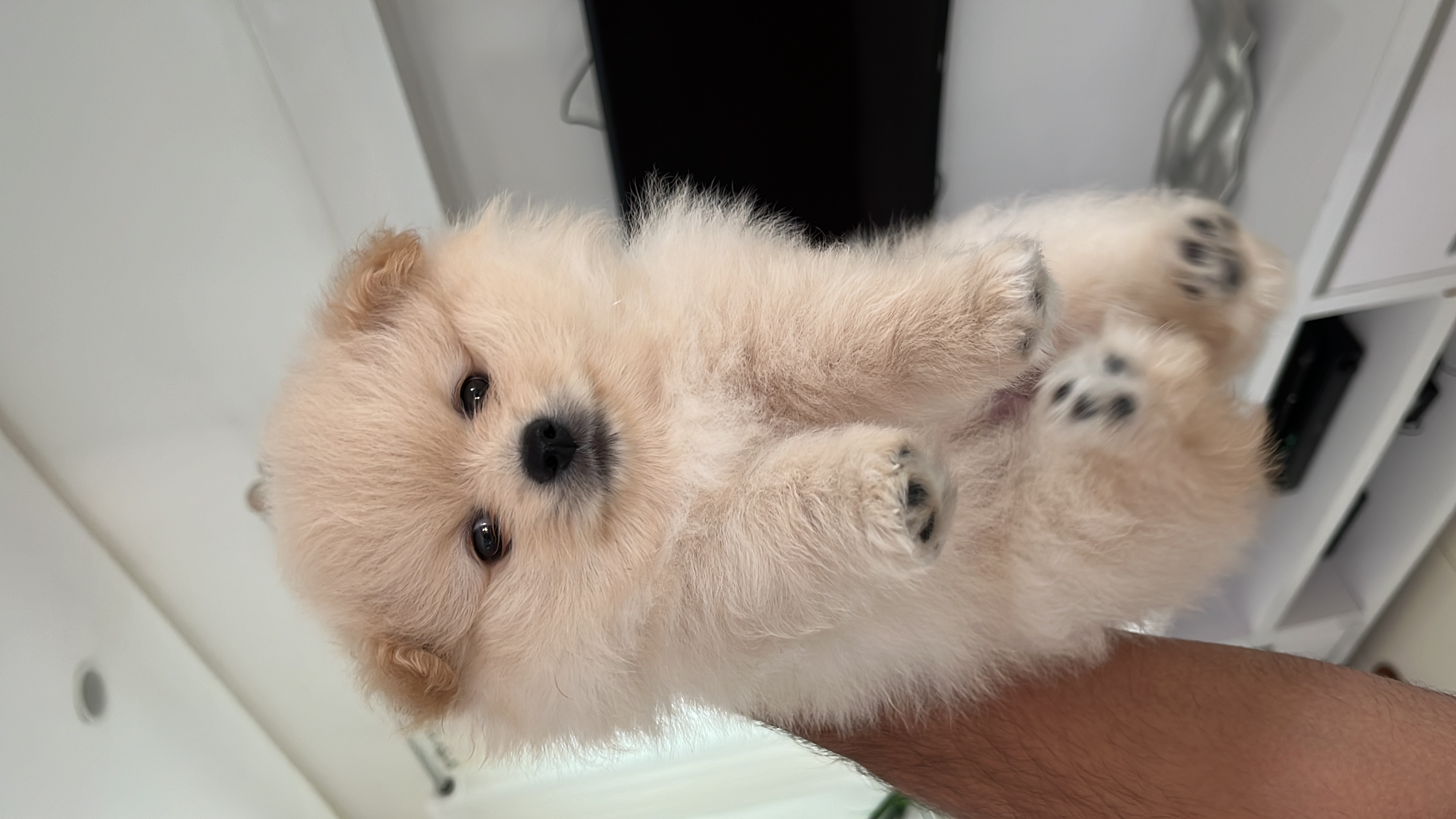 Portal Vendocão Filho Spitz Alemão Manaus 