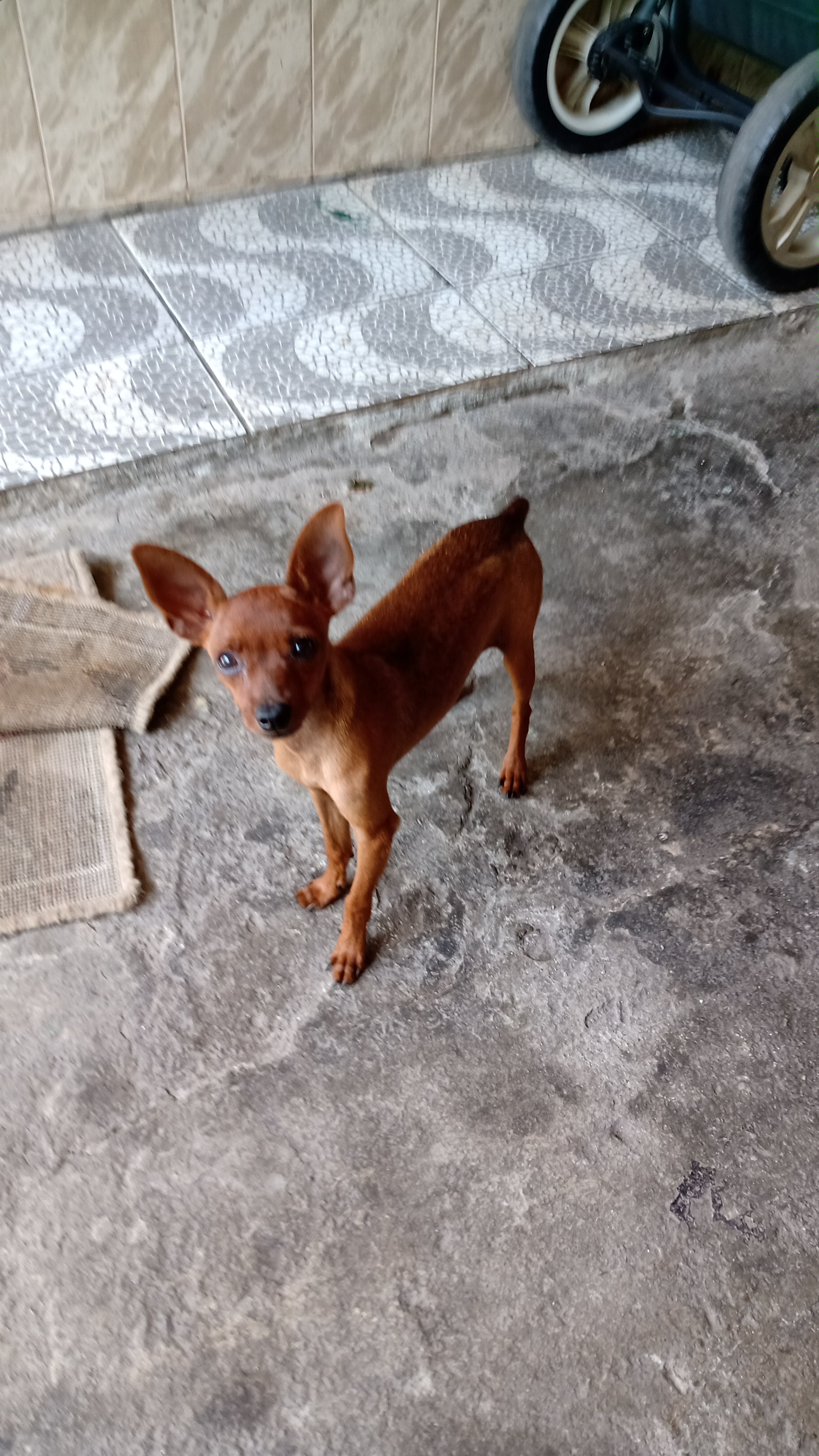 Portal Vendocão Vendo Pinscher filhote  Nilópolis 