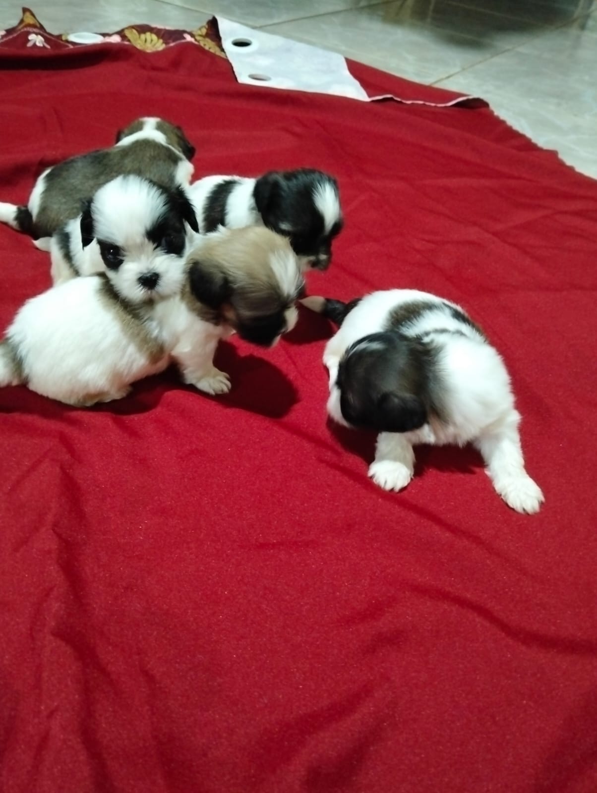 Portal Vendocão Vendofilhote de Lhasa Apso com Shitzu  Aquidauana 