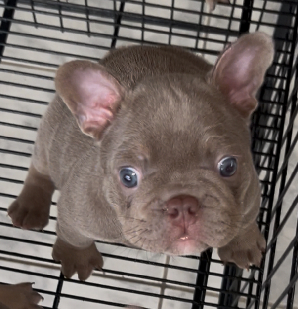 Portal Vendocão Buldogue Francês  Manaus