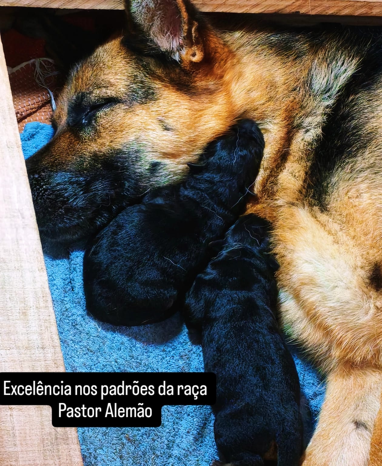 Portal Vendocão FILHOTES DE PASTOR ALEMÃO COM PEDIGREE CRICIUMA