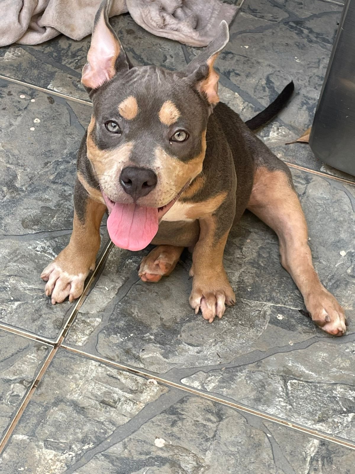 Cachorro american Bully - Foto 1