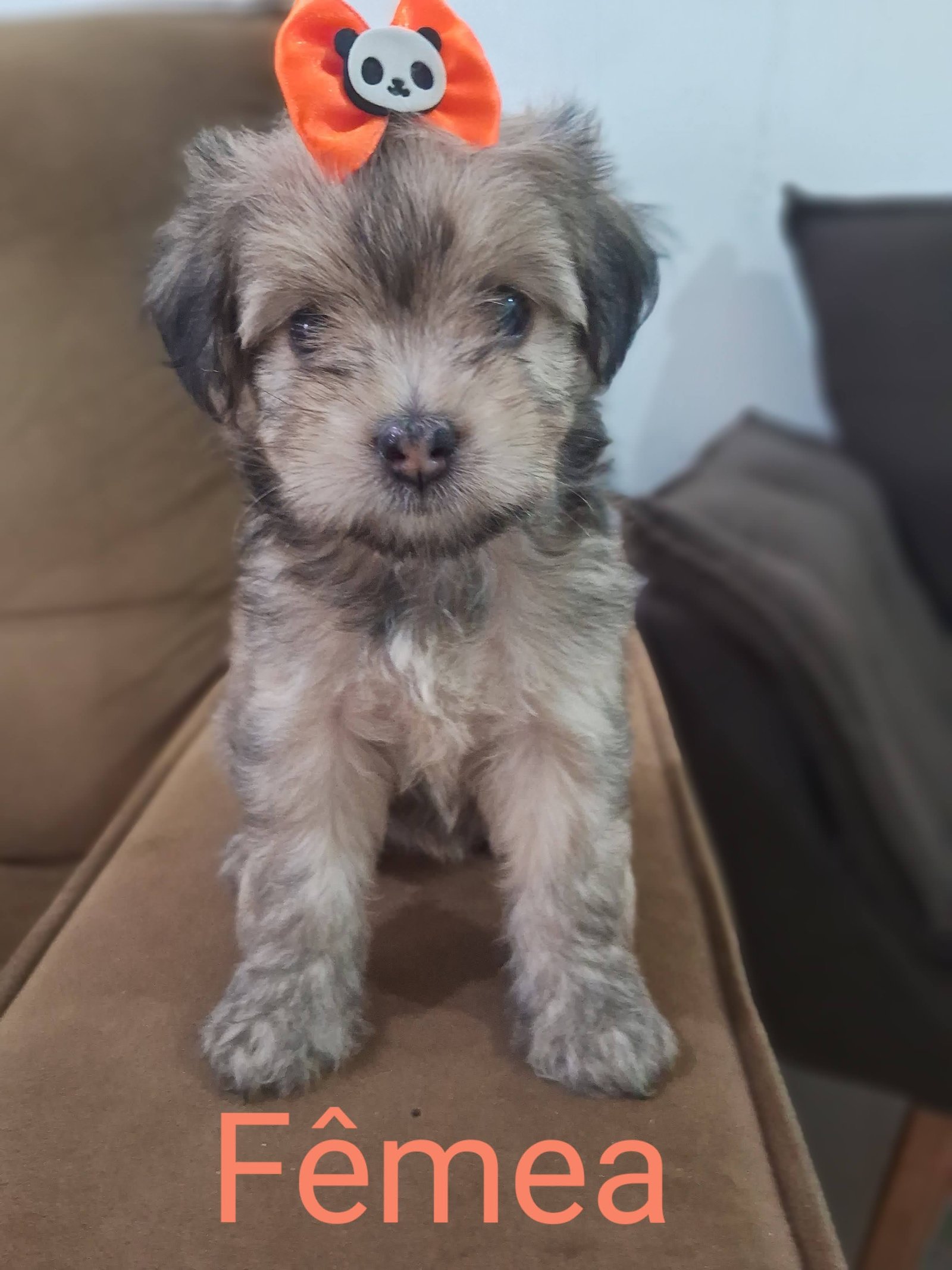 Filhotes de Bichon Havanês 