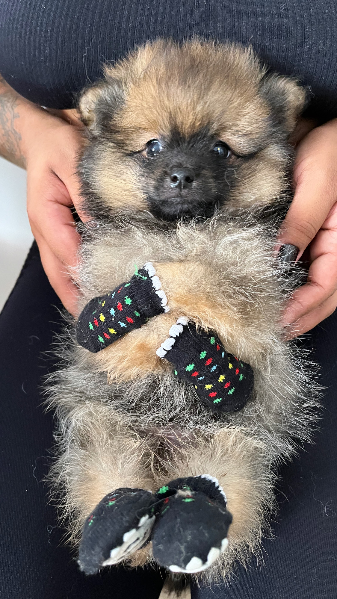 Portal Vendocão Filhote Spitz Alemão Rio de Janeiro 