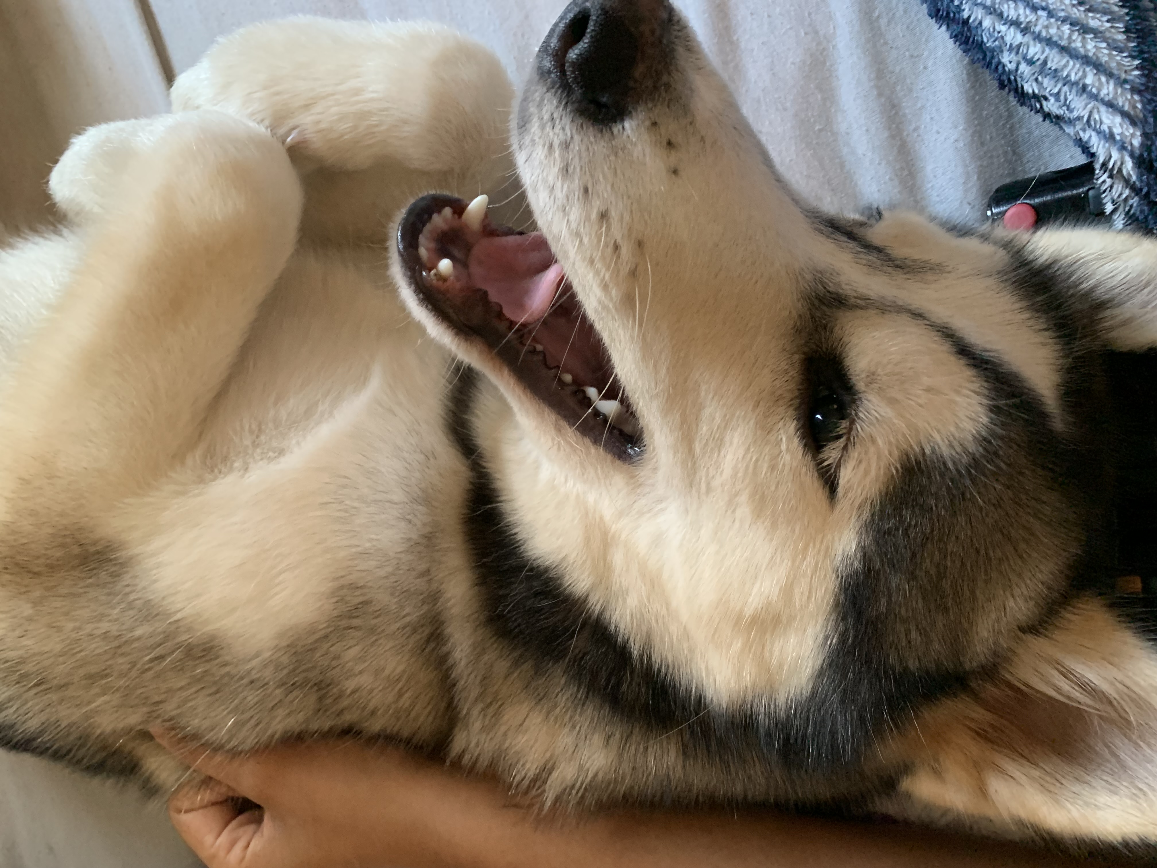 Portal Vendocão Vende-se husky siberiano filhote  Vila Velha 