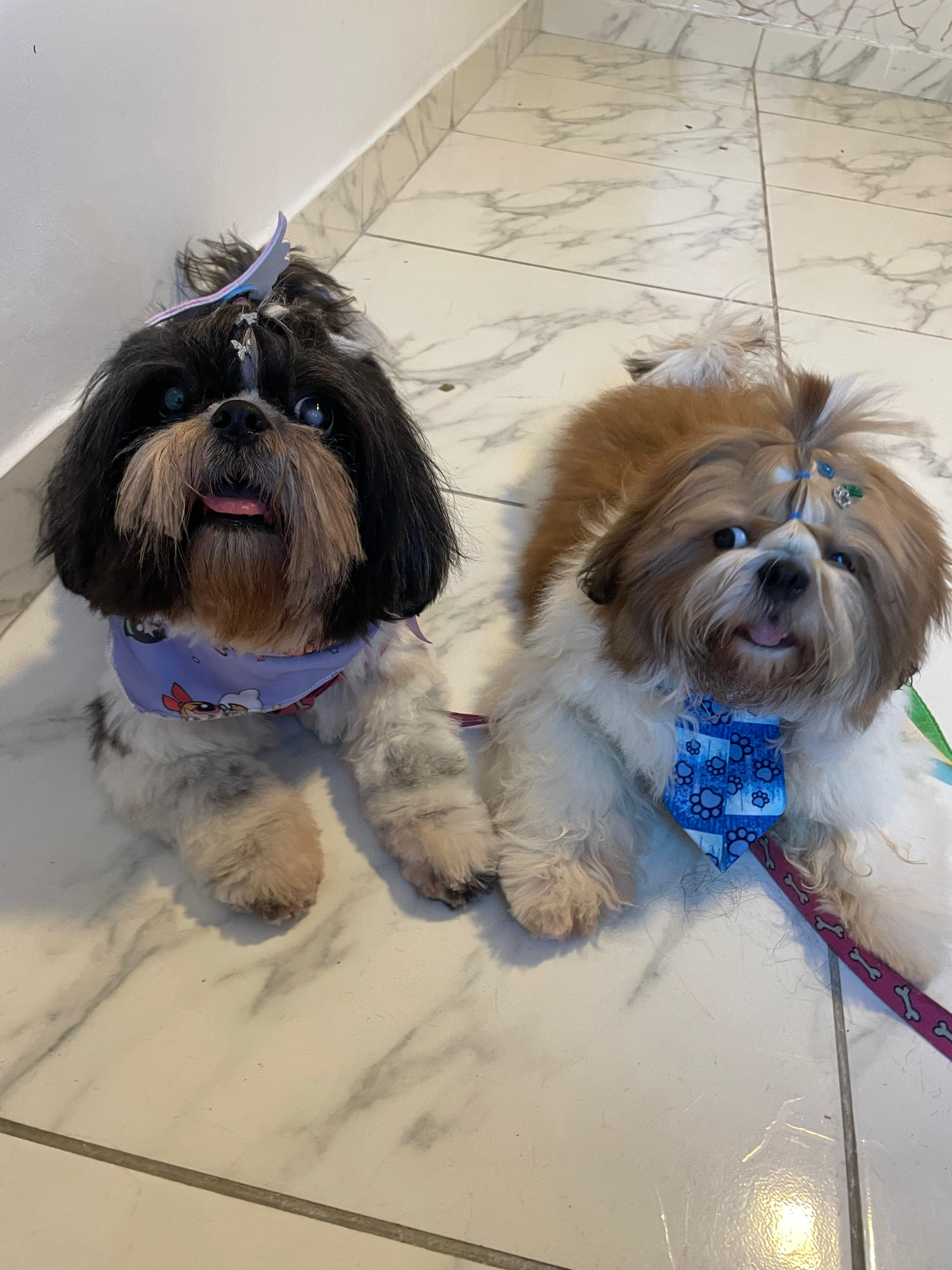 Portal Vendocão Shih Tzu filhote macho  Recife