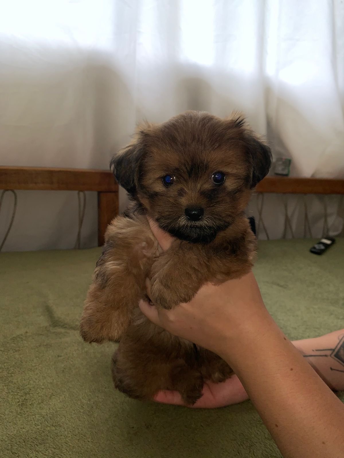 Vendo Shih tzu de raça pura coloração marrom ,última fêmea. - Foto 2