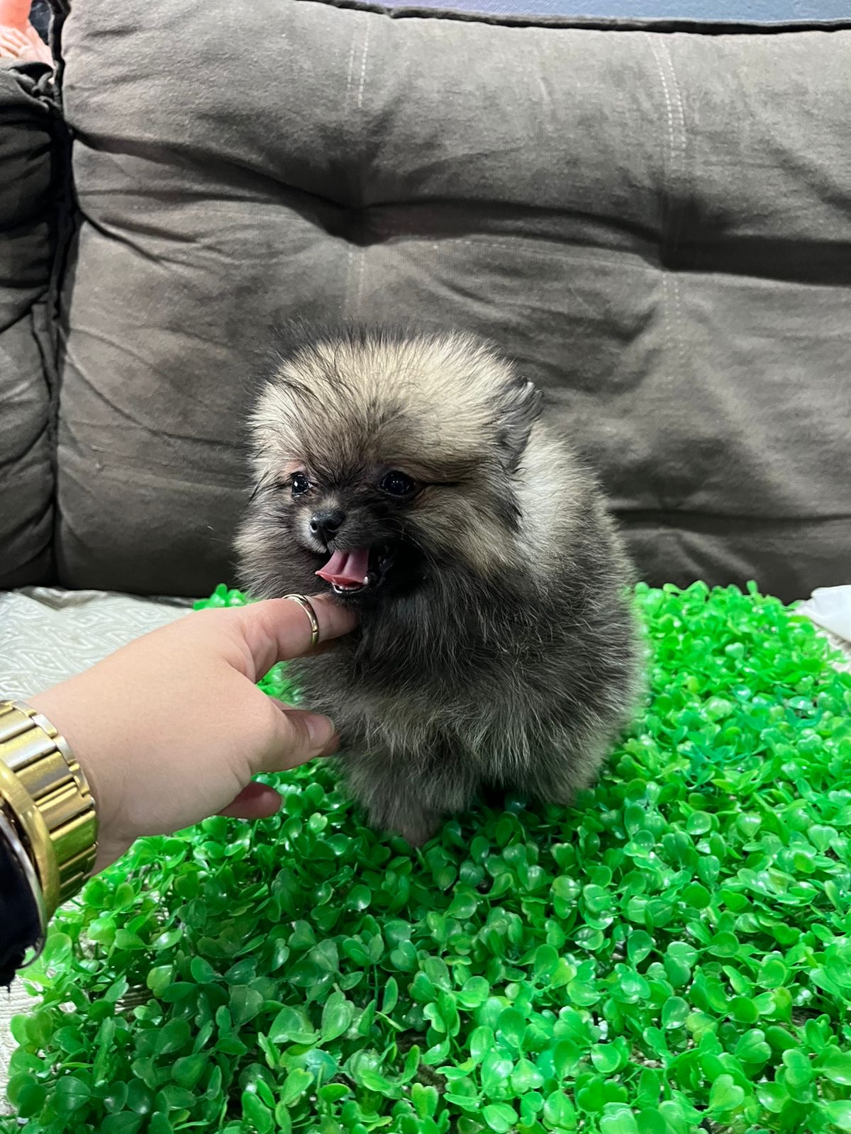 Spitz alemão  - Foto 4