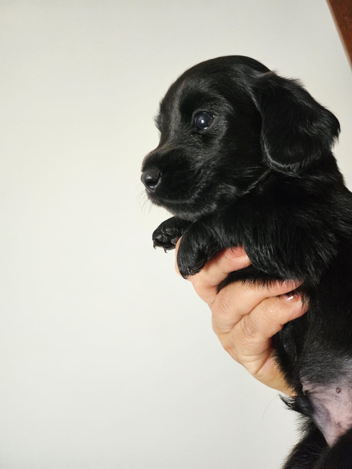 Portal Vendocão Lindos Salsichinhas total black pelo longo Currais Novos