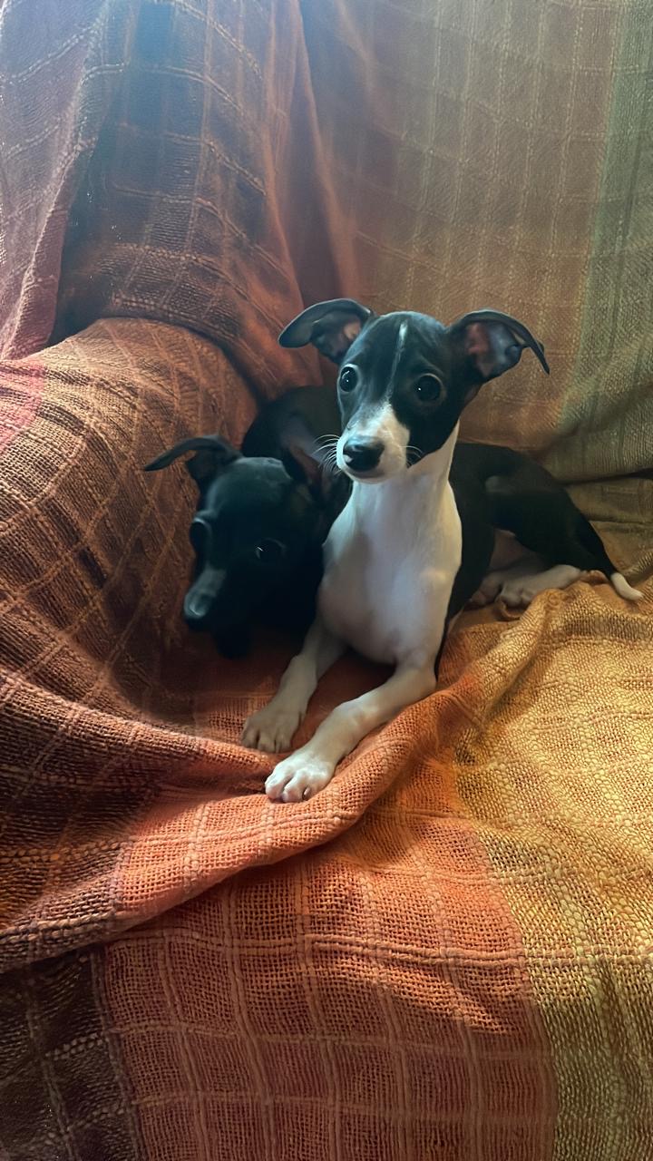 Portal Vendocão Filhote de pequeno lebrel italiano  Presidente prudente 