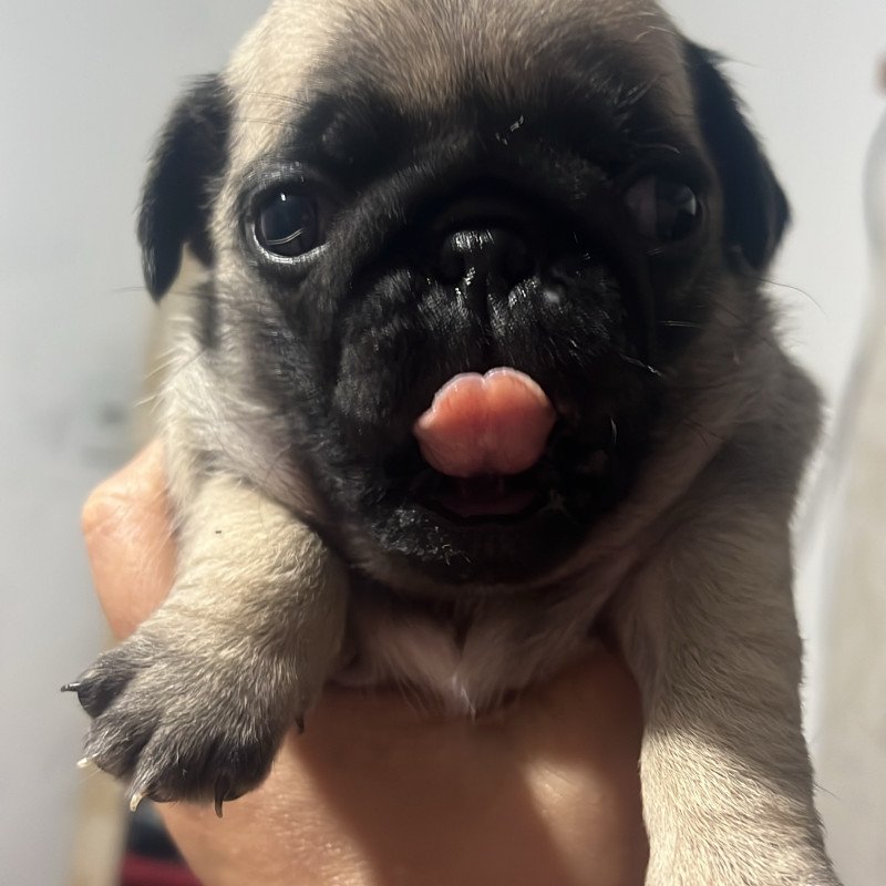 Lindos filhotes pugs 2 machos e 2 fêmeas